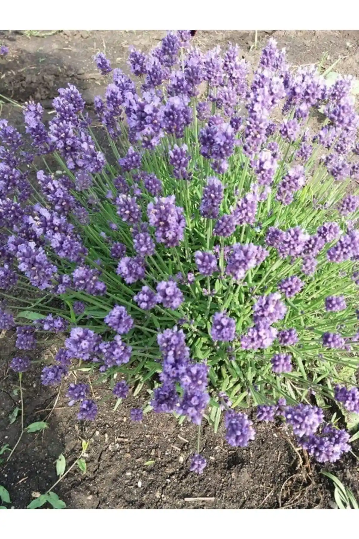 Ege Bölgesi Doğal Güzelliklerini Yansıtan 10 Adet Açık Köklü Intermedia Lavanta Fidesi