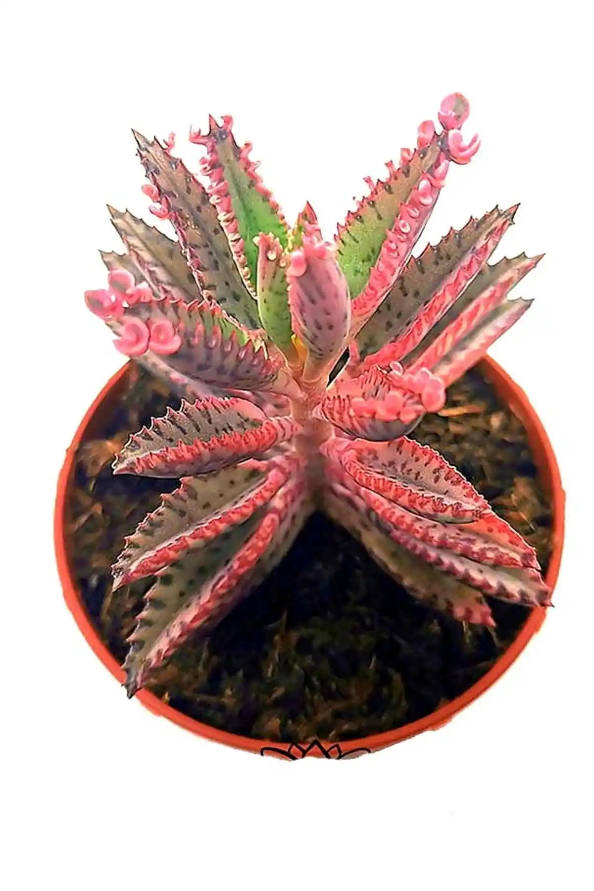 Ege Garden Pembe Aşkın Gözyaşı Çiçeği: Estetik ve Kolay Bakımlı Dekoratif Bitki