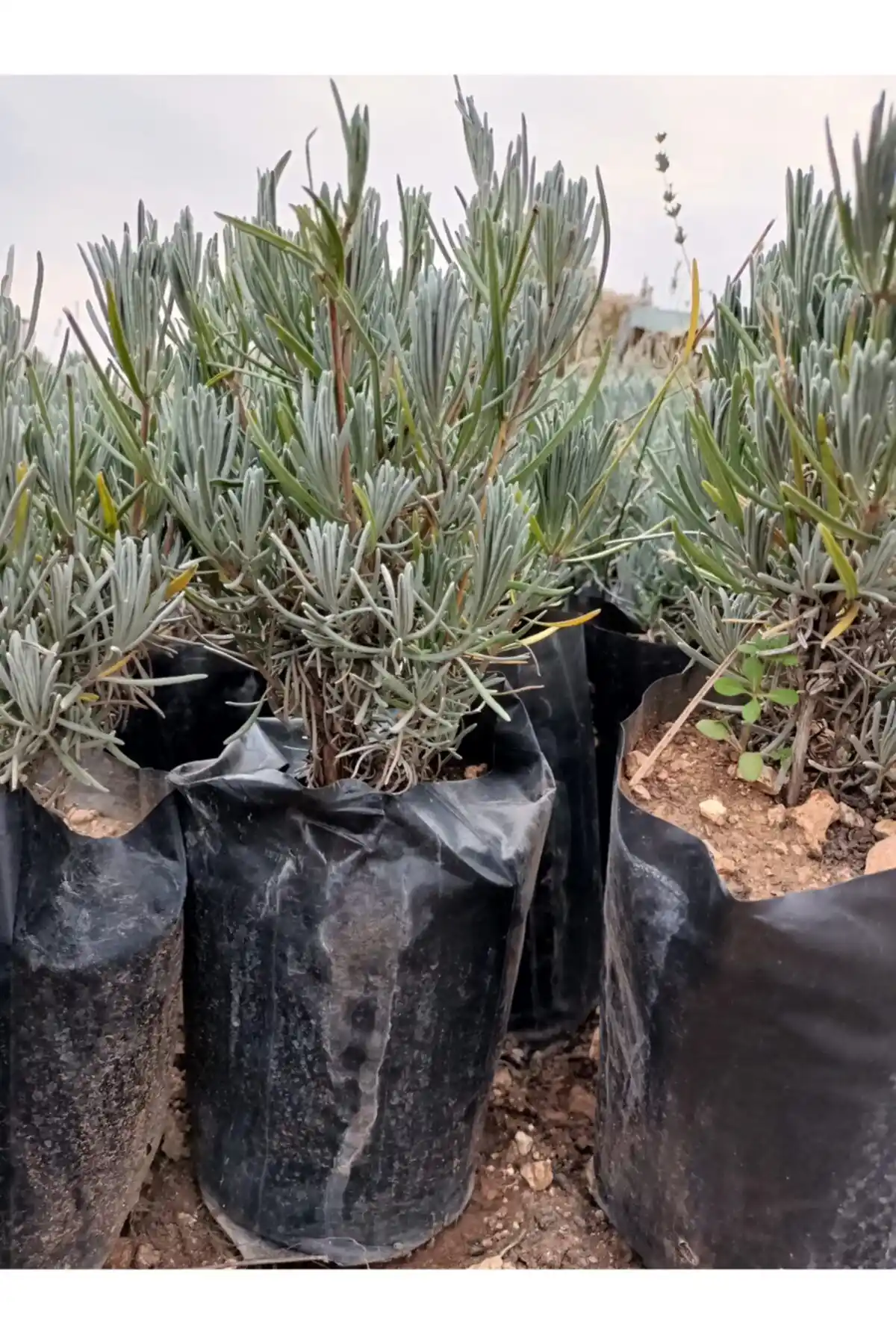 EGEMEN FİDANCILIK Tüplü Lavanta Fidesi: Doğal Güzellik ve Estetik İçin İdeal Seçenek