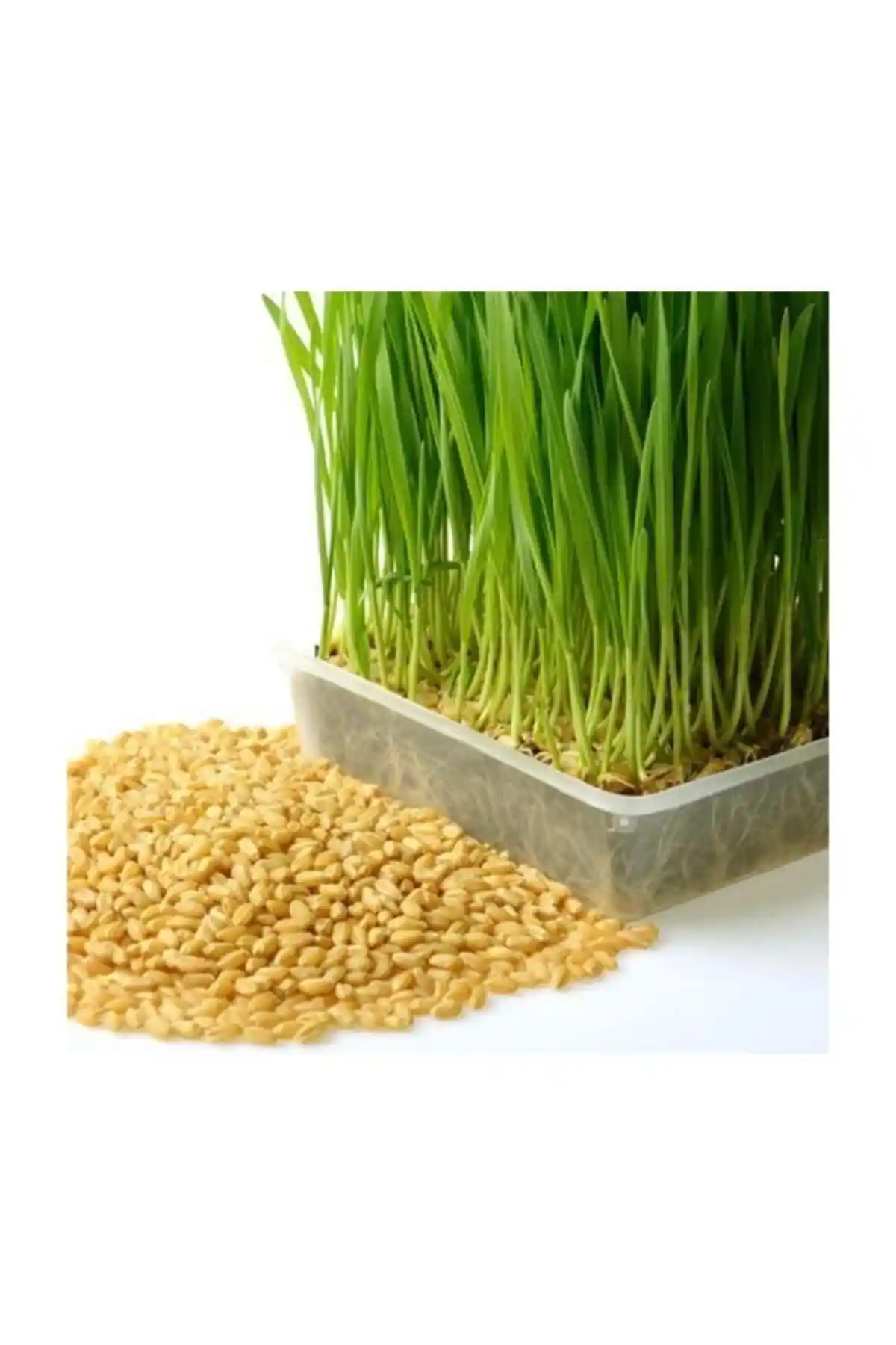 Ekodoğa 1 Kg Buğday Tohumu ile Sağlıklı ve Verimli Çimler ve Kedi Çimi Yetiştirme Rehberi