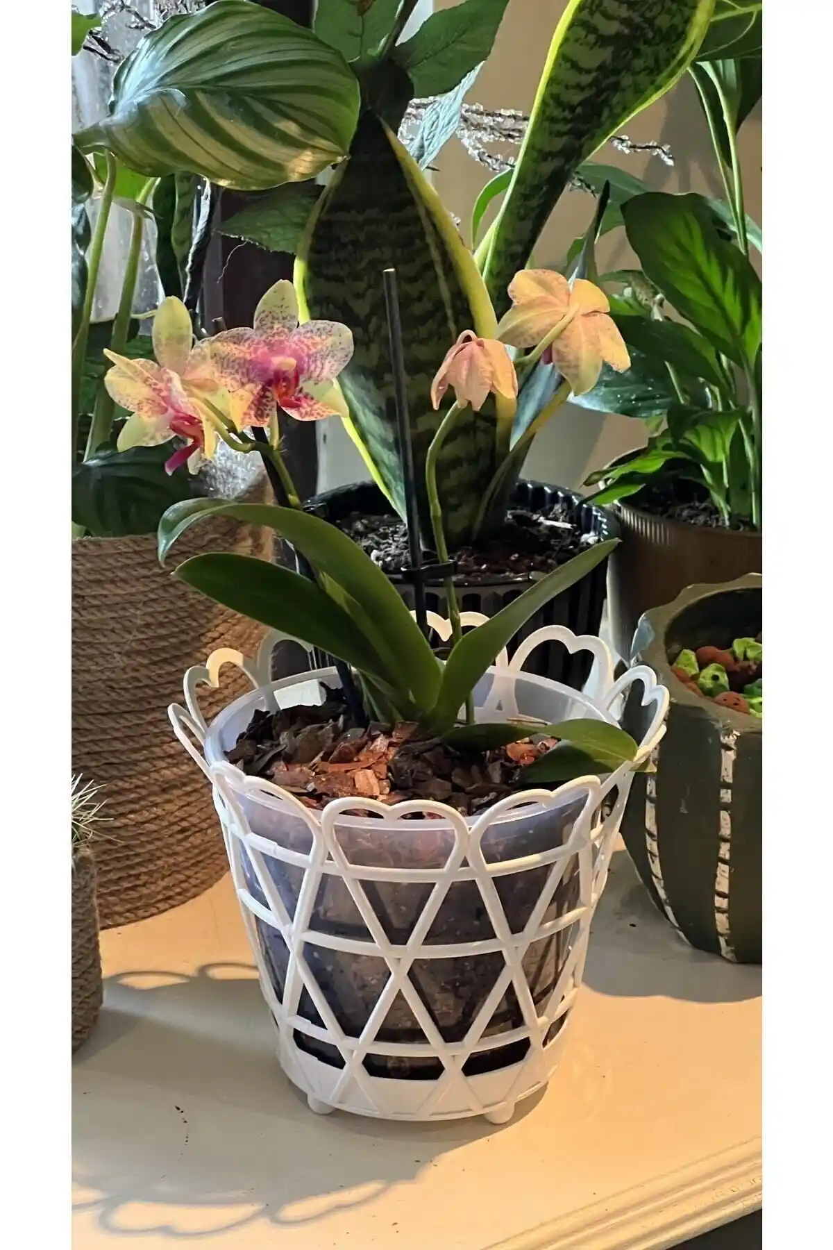 Elifplastik Orkide Saksı 1,5 Litre Modern ve Dayanıklı Dekorasyon Unsuru