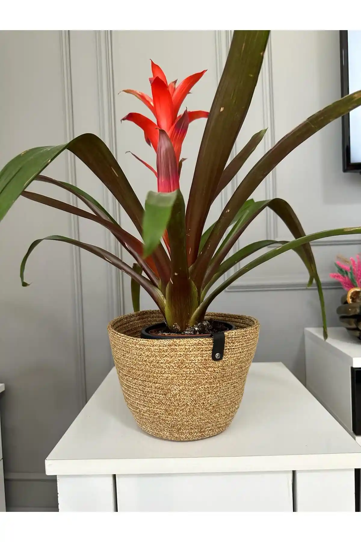 ENBEVEZ HOME Hasır Saksılık: Doğal Malzemelerle Şık ve Çok Yönlü Bahçe Dekorasyonu