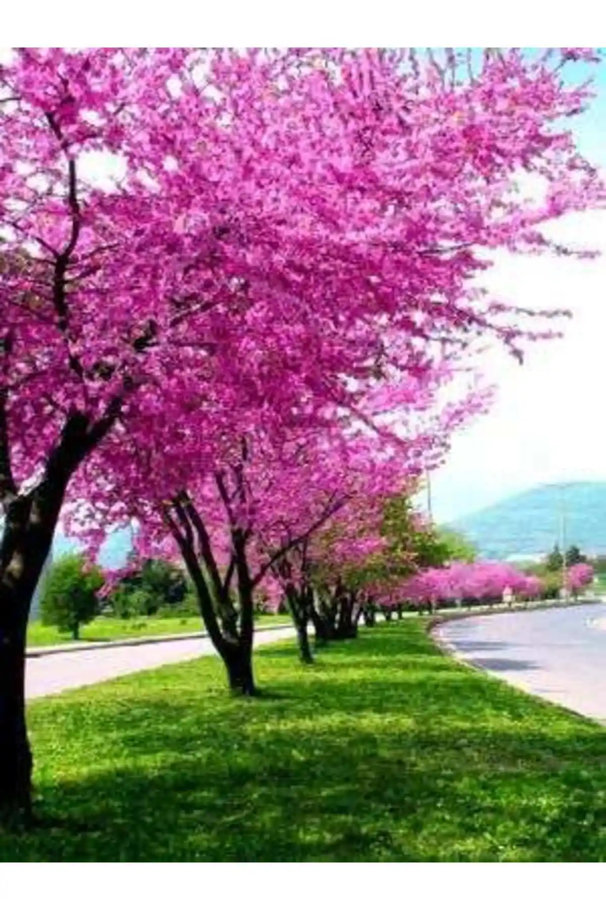 Erguvan Fidanı Doğal Güzellik ve Peyzajda Estetik Katkı Sağlayan 30-60 CM Boyutlarında