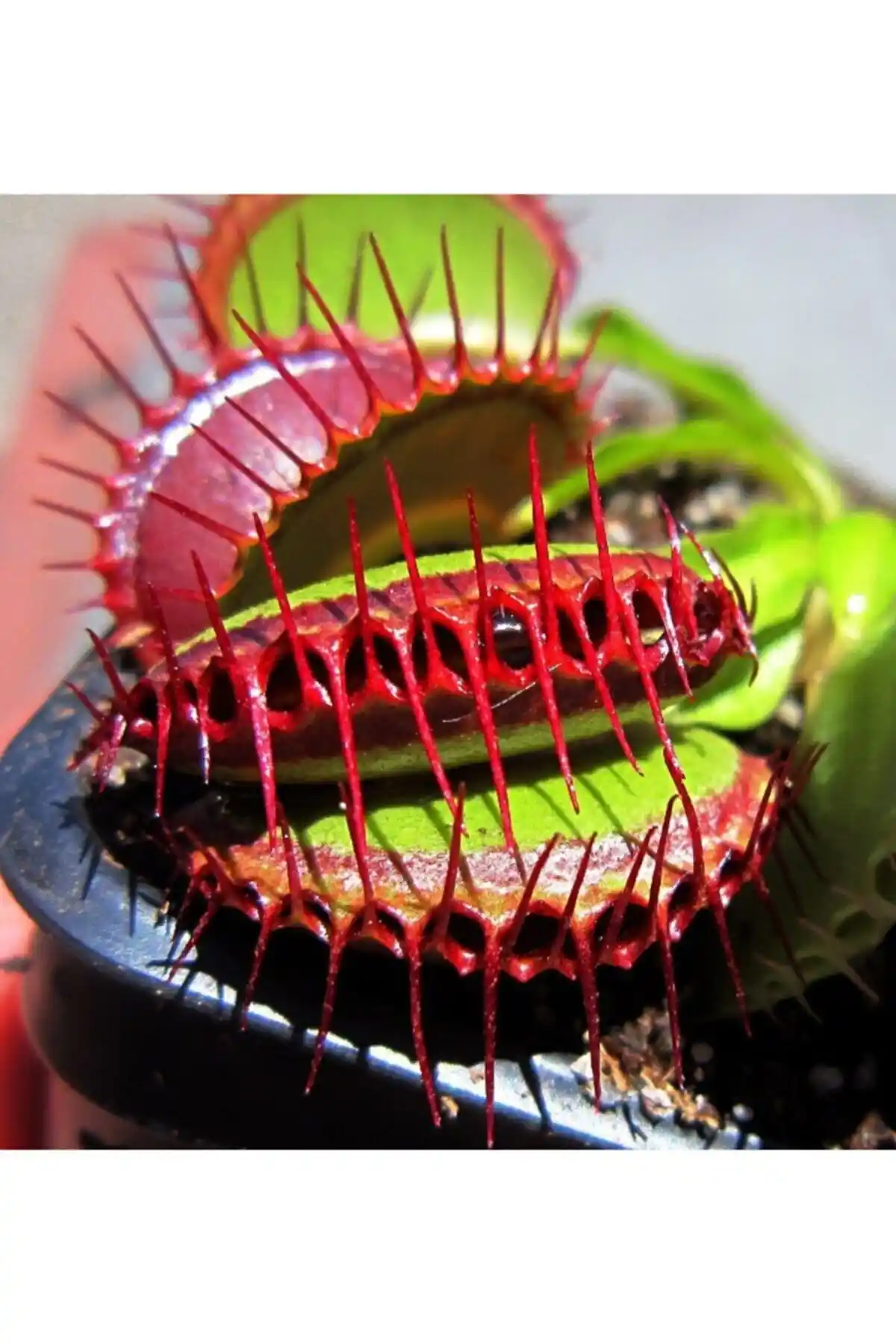 Etobur Bitkim: Doğal ve Sağlıklı Süs Bitkisi Yetiştirme Rehberi