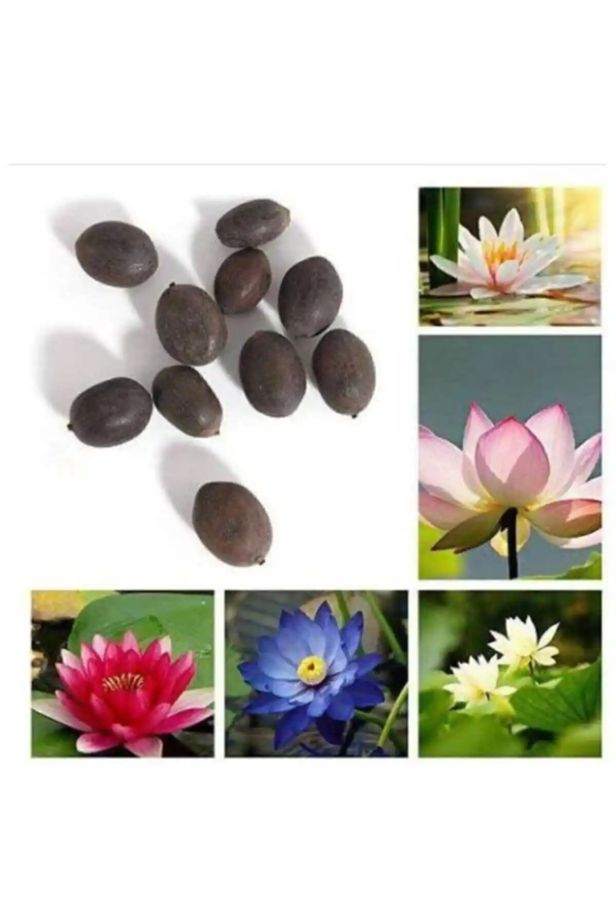 FarmLife Lotus Tohumları: Çeşitli Renk Seçenekleriyle Yüksek Kaliteli Bahçe Bitkileri