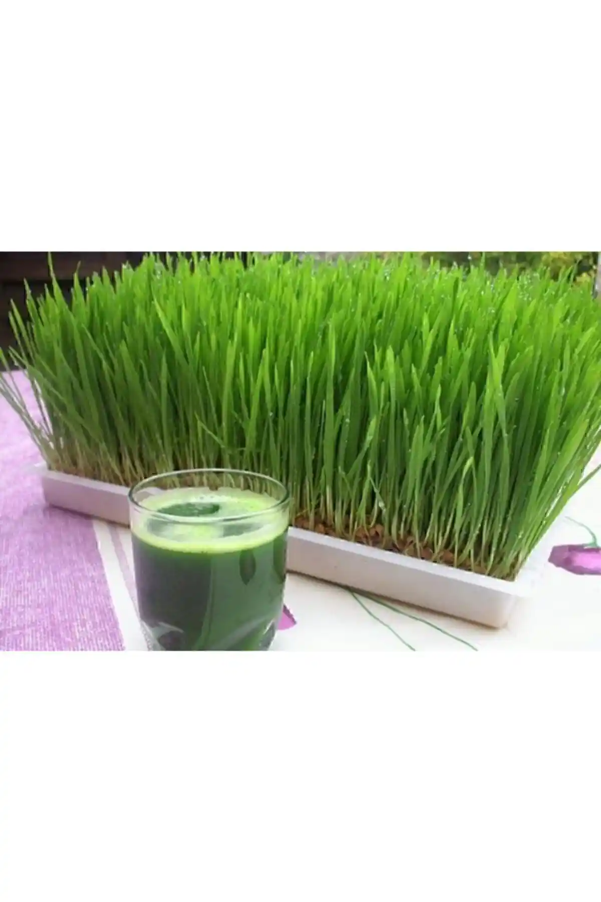 FarmLife Tohum Buğday Çimi: Doğal ve Estetik Bahçe ve İç Mekan Yeşillik Çözümü