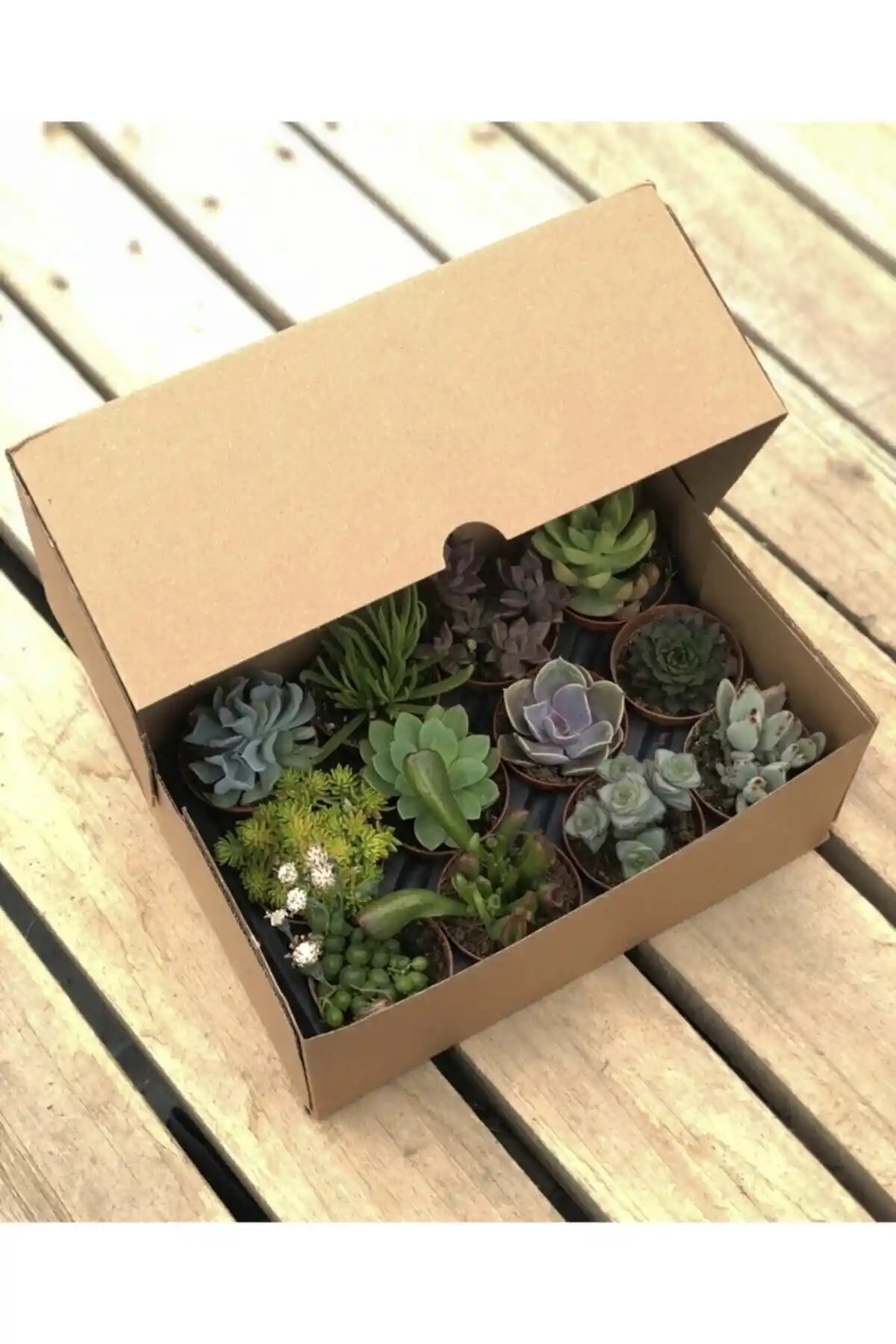 Fidan Pazarı 12 Farklı Sukulent Çeşidi ile Evinize ve Ofisinize Doğal Şıklık Katın