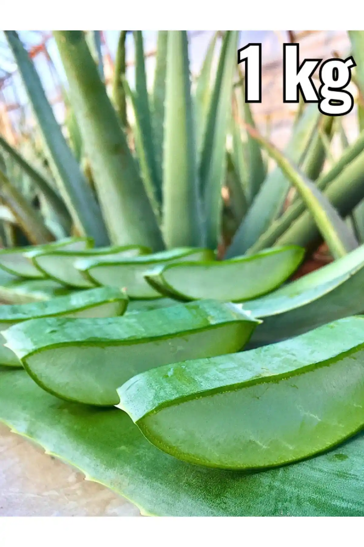 FidanBudur Aloe Vera Yaprak 1 Kg ile Doğal ve Güçlü Cilt Bakımı Rehberi