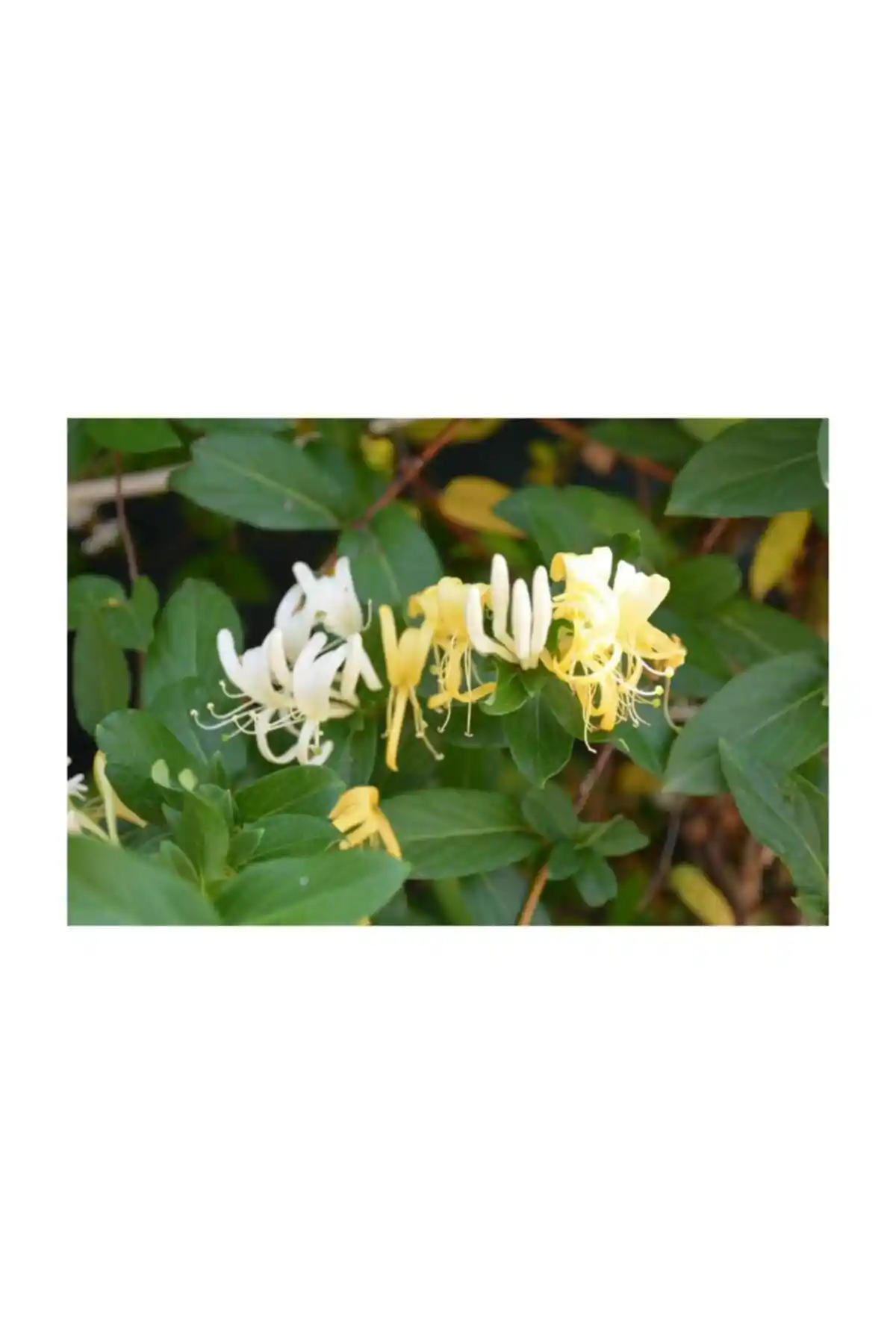 Fidanburada Hanımeli Çiçeği: Estetik ve Kokulu Bitki Seçenekleri