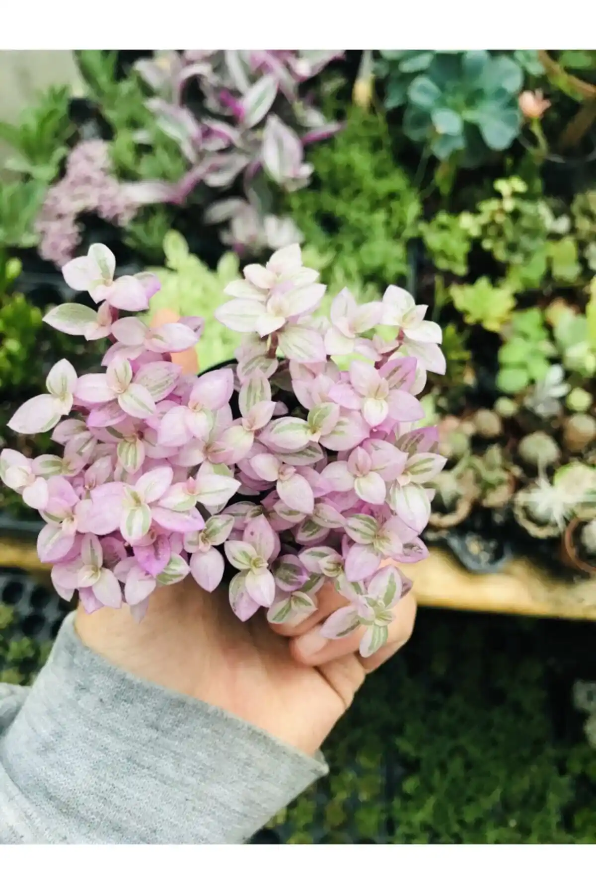 Foliumbotanik Calisia Repens Pink Lady: Zarif ve Dekoratif Pembe Yapraklı Sukulent Bitki