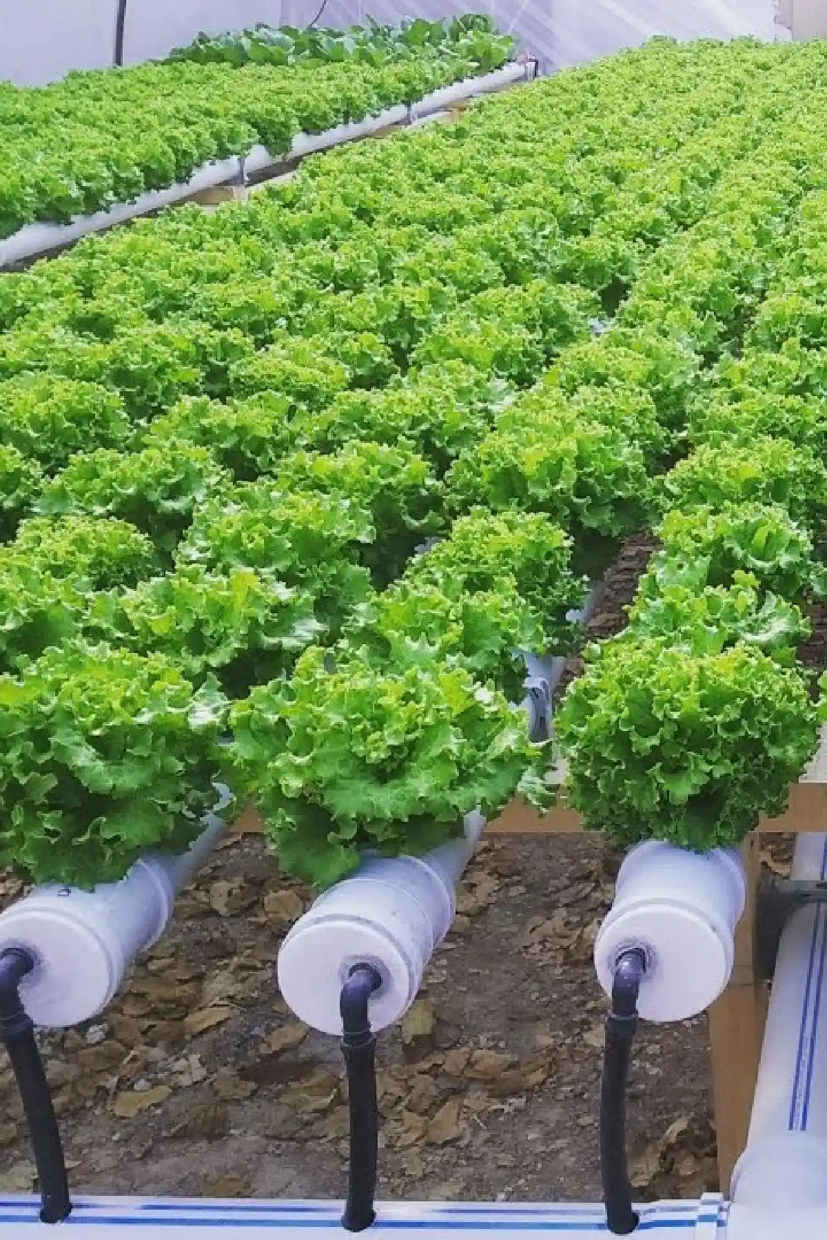 Gardina Hidroponik Kıvırcık Marul Fidesi: Sağlıklı ve Verimli Topraksız Tarım Çözümü