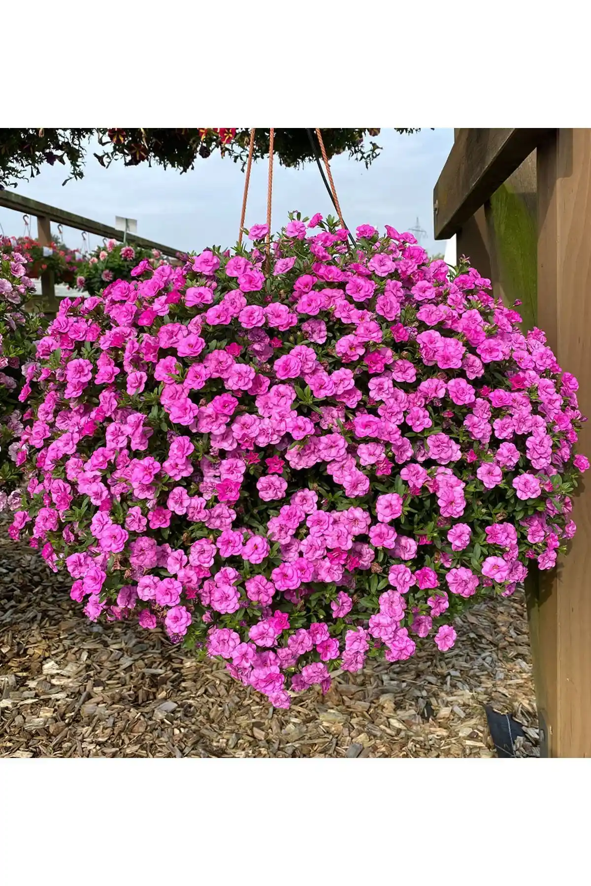 Gardina Kalibroşa Milyon Çanlar Çiçeği Fidesi ile Bahar ve Yaz Dekorasyonu