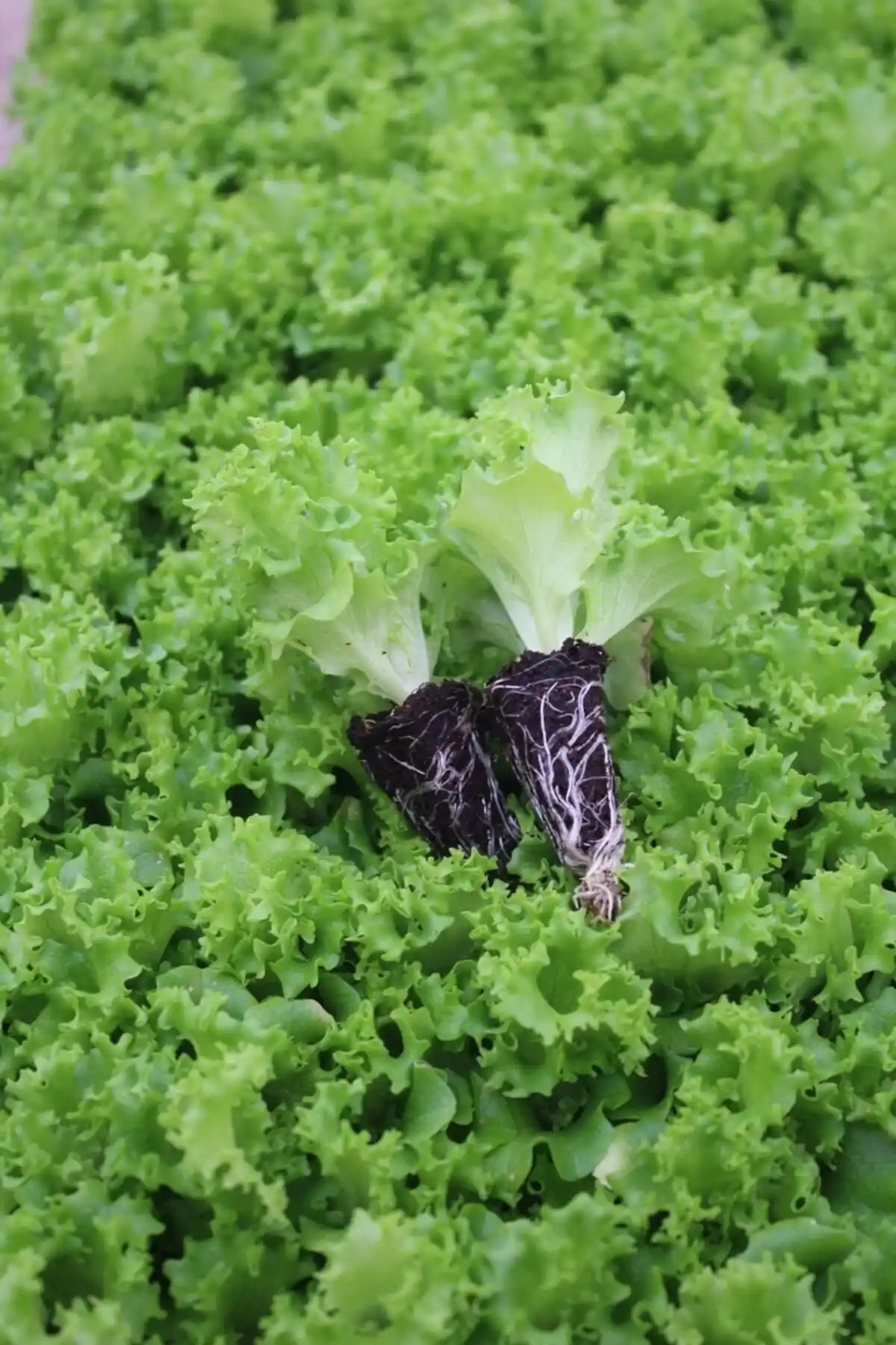 Gardina Kıvırcık Marul Fidesi: Organik ve Sağlıklı İç Mekan Yetiştiriciliği İçin Uygun