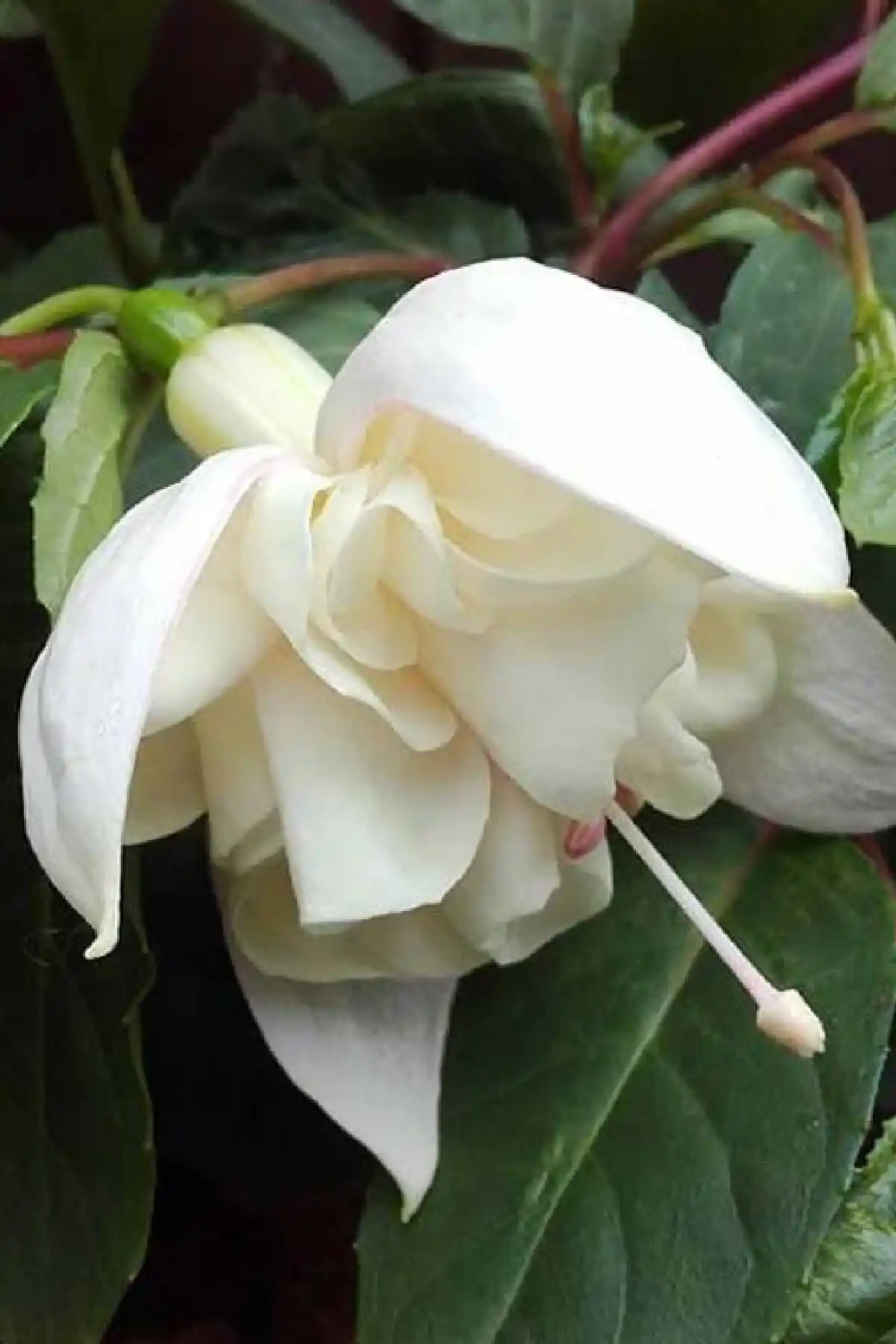 Gardina Küpe Çiçeği Fidesi: Dayanıklı ve Estetik Bahçe ve İç Mekan Bitkisi