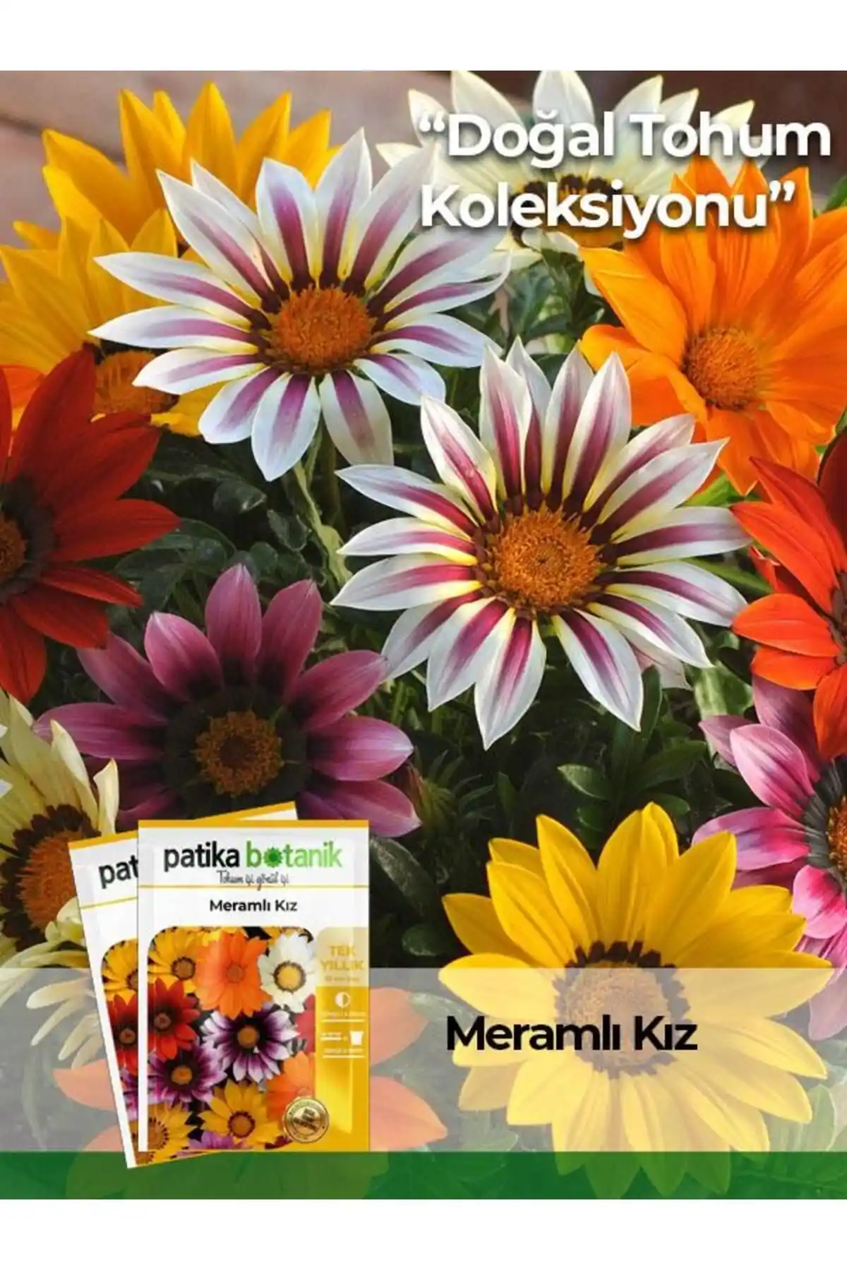 Gazania Meramlı Kız Tohumu: Dayanıklı ve Renkli Bahçe Çiçekleri İçin En İyi Seçenek