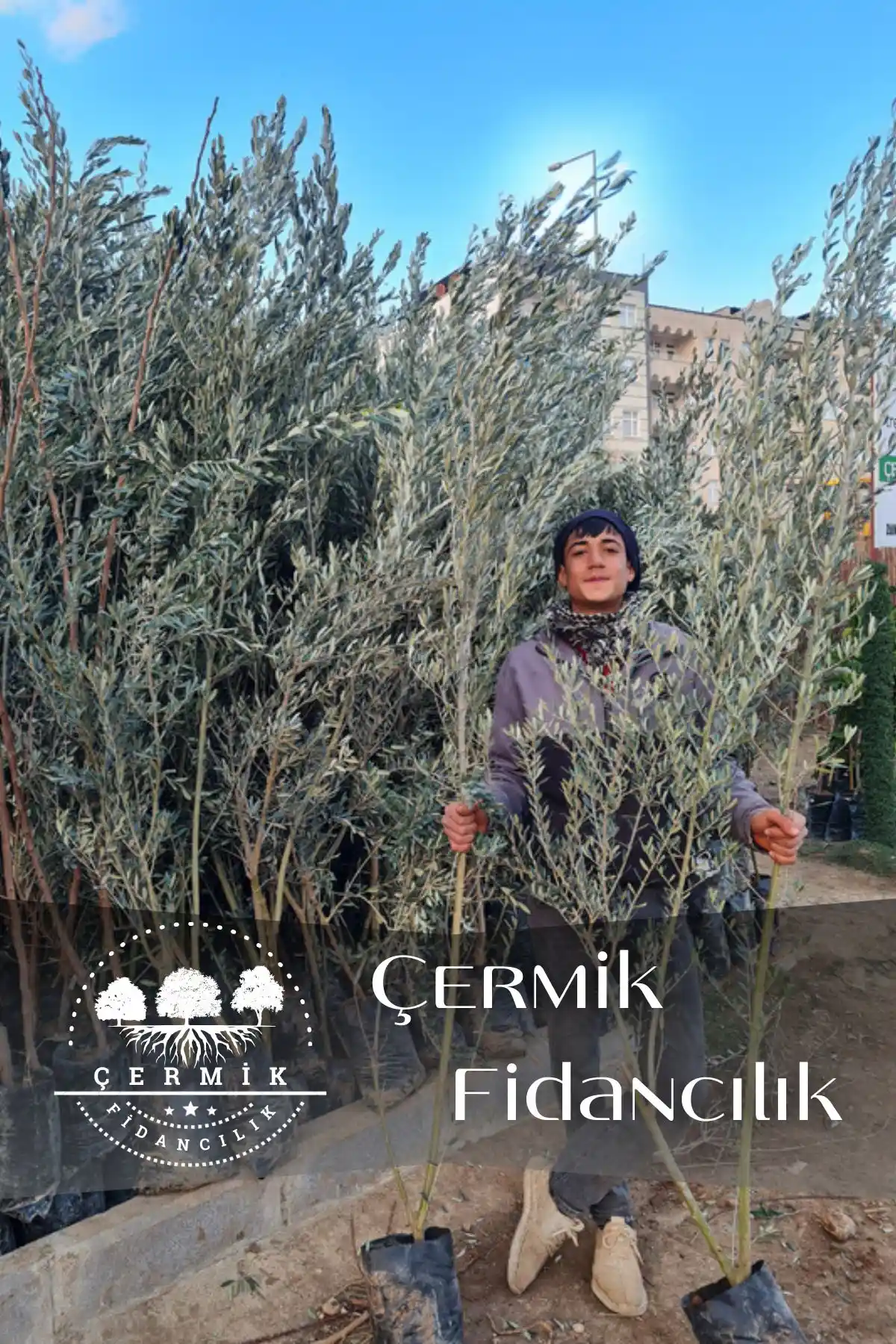 Gemlik Trilye Zeytin Fidanı: Yüksek Verim ve Dayanıklılık Sunan Tarımsal Ürün