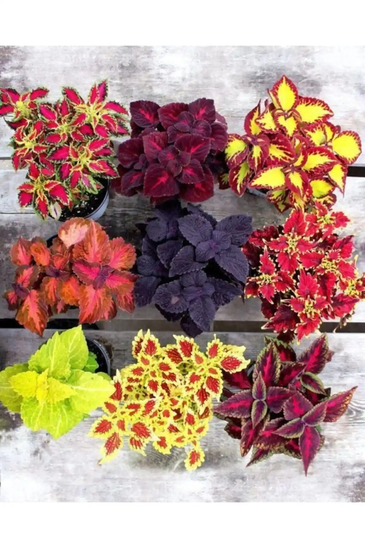 Genel Markalar 10 Adet Karışık Kolyos Çiçek Tohumu ile Bahçe ve İç Mekan Dekorasyonu