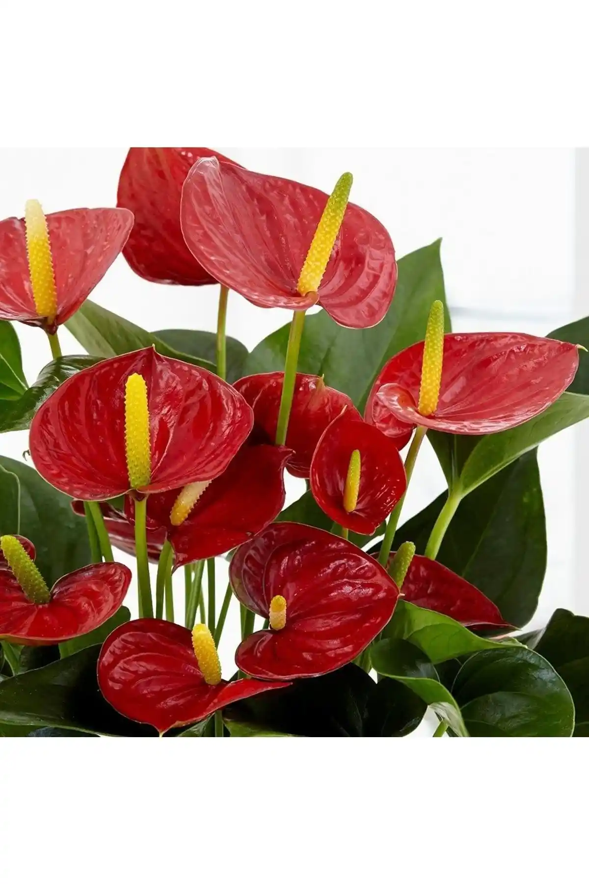 Genel Markalar Antoryum Fidesi: Canlı ve Dayanıklı Saksı Çiçeği Özellikleri ve Bakımı