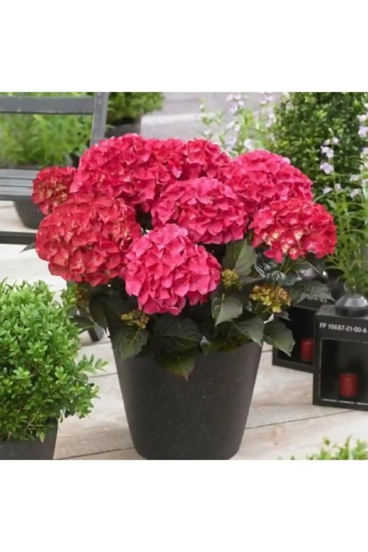 Genel Markalar Canlı Ortanca Çiçeği Fidanı: Estetik ve Doğal Güzellik Katma Seçeneği