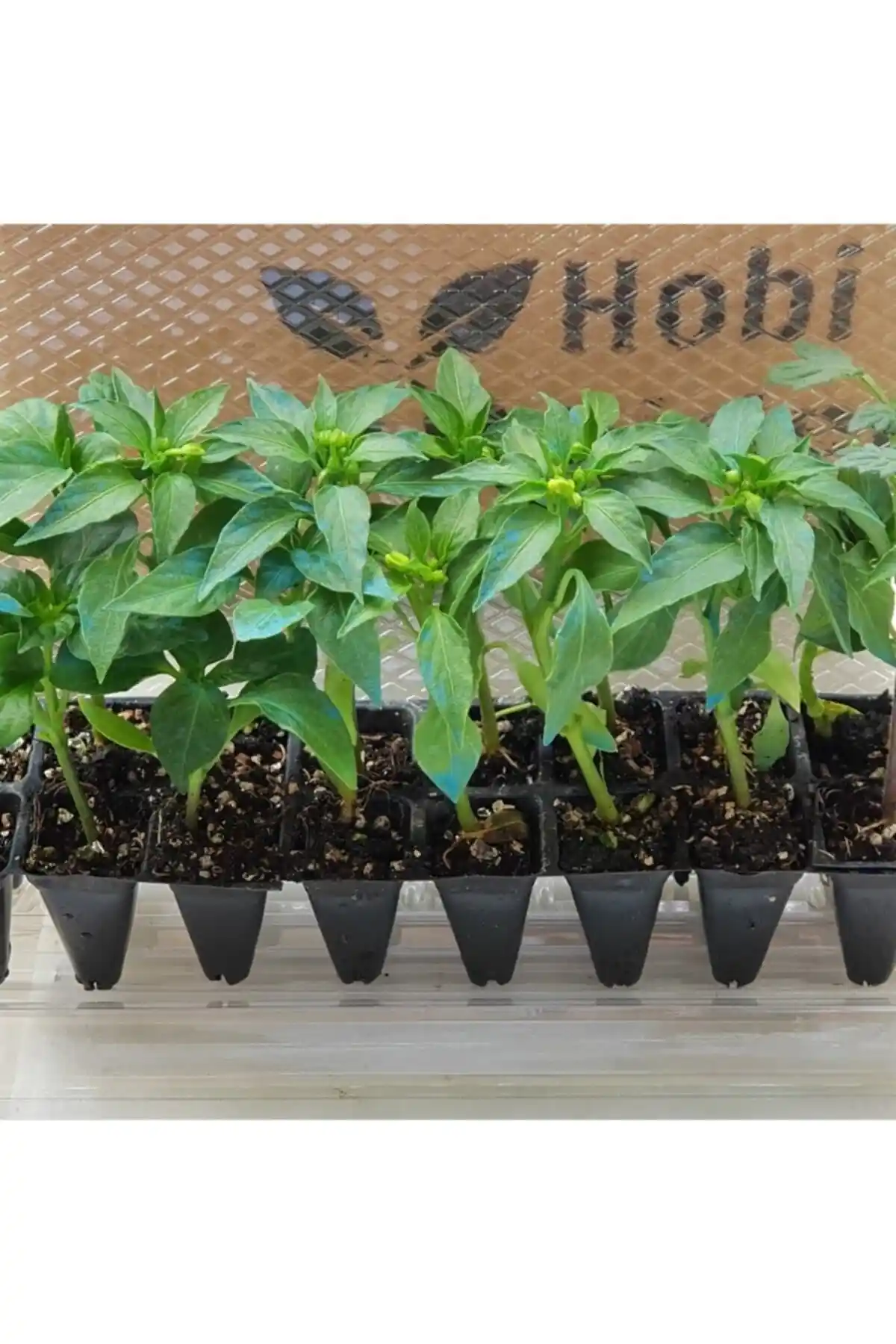 Genel Markalar Domates ve Kıl Biber Fidesi Karışık Paket ile Bahçenize Renk Katın