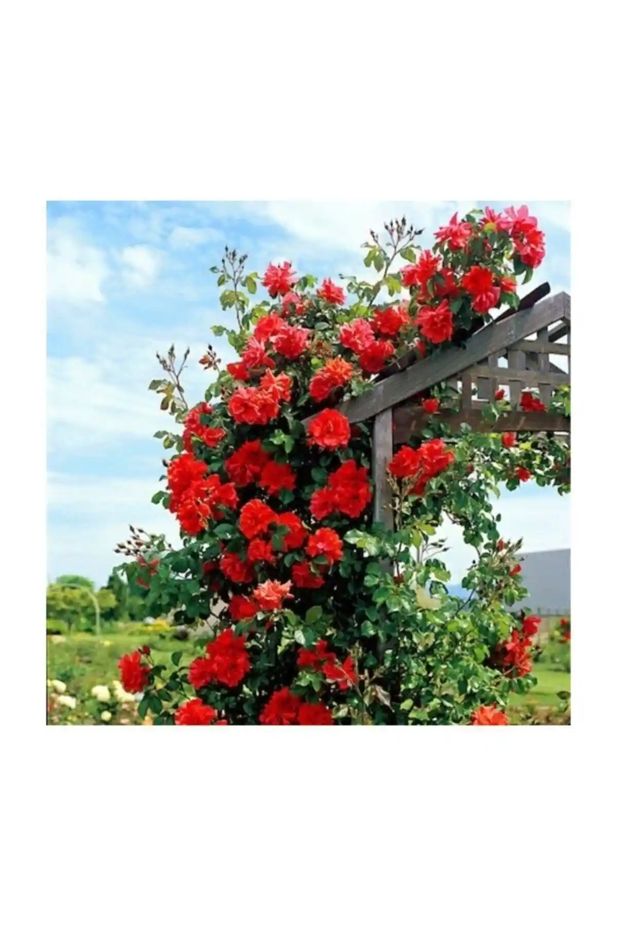 Genel Markalar Ithal Nadir Kırmızı Sarmaşık Gül Tohumu Bahçe ve Saksı Dekorasyonu İçin