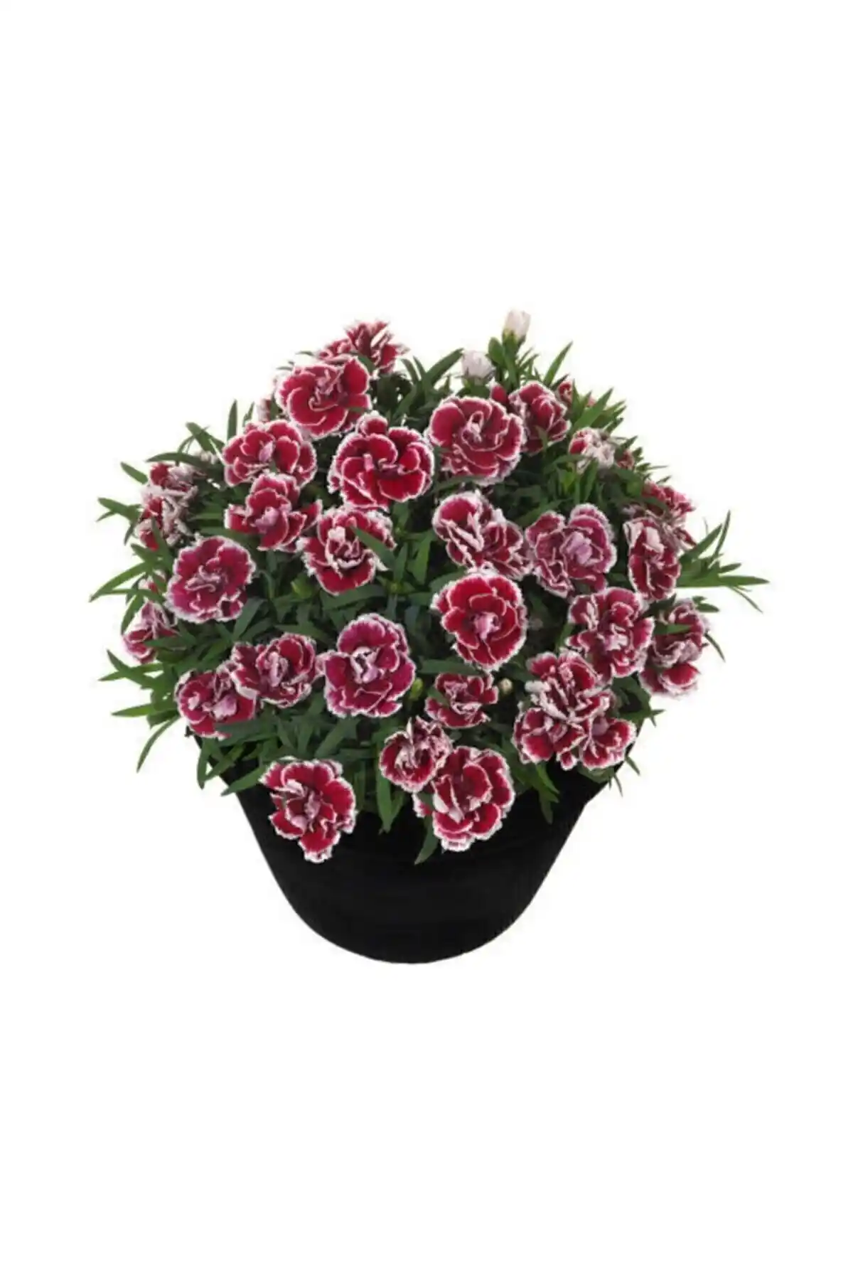 Genel Markalar Karışık Çin Karanfili Tohumu: Renkli Çiçekler Yetiştirmenin İpuçları ve Dikkat Edilmesi Gerekenler