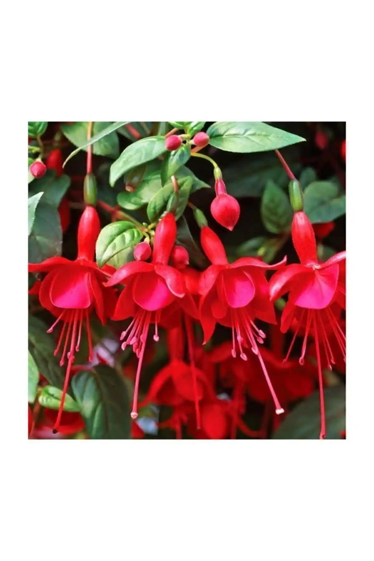 Genel Markalar Karışık Küpeli Çiçeği Tohumu: Renkli Bahçe ve İç Mekan Dekorasyonu İçin Yüksek Kalite Bitki Tohumu