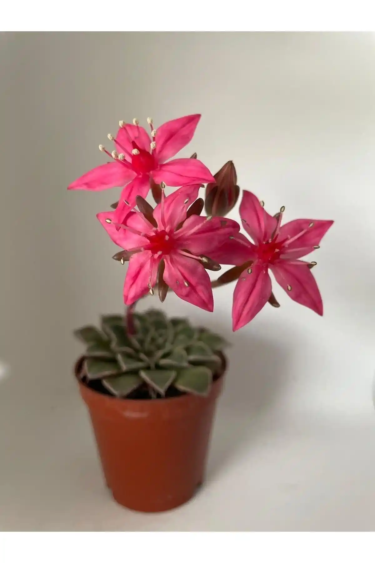 Graptopetalum Tacitus Belluum Nadir Sukulent Bitki Özellikleri ve Bakımı