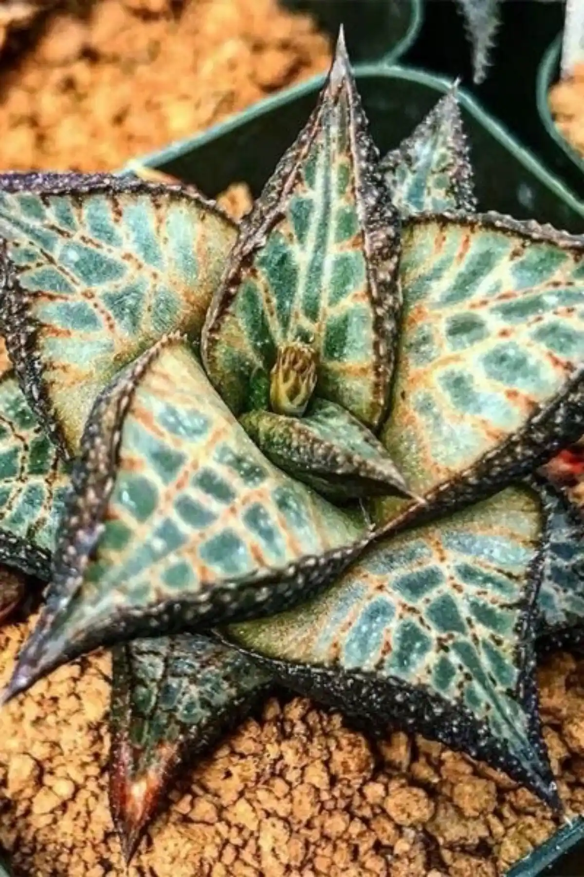 Haworthia Venosa Sukulent Bitki İncelemesi ve Satış Koşulları Türkiye