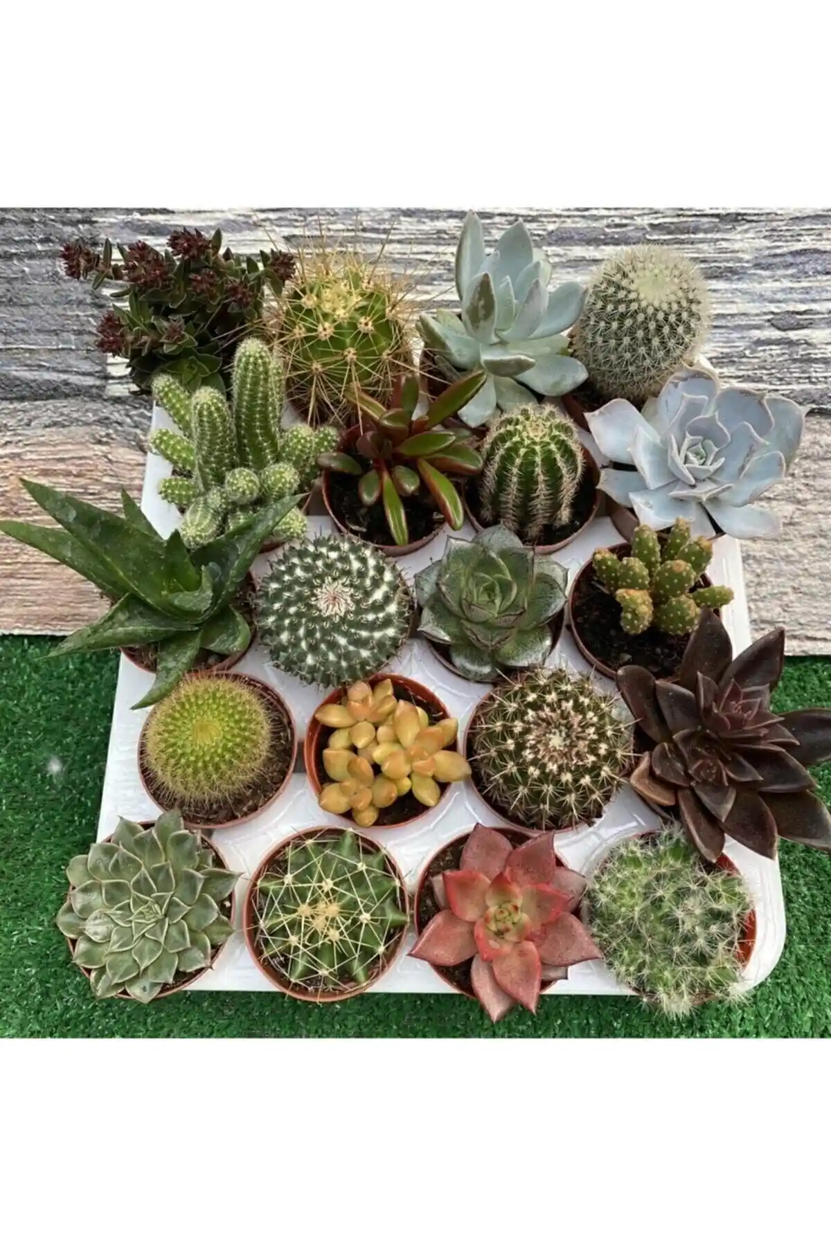 Hayat Ağacı 50 Adet Kaktüs ve Sukulent Seti ile Mekanlarınıza Doğal Canlılık Katın