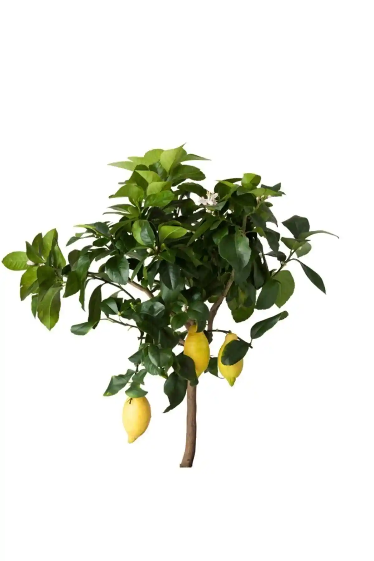 Hepsibahçemden Tam Bodur Mayer Limon Ağacı: Doğal Güzellik ve Fonksiyonellik Bir Arada