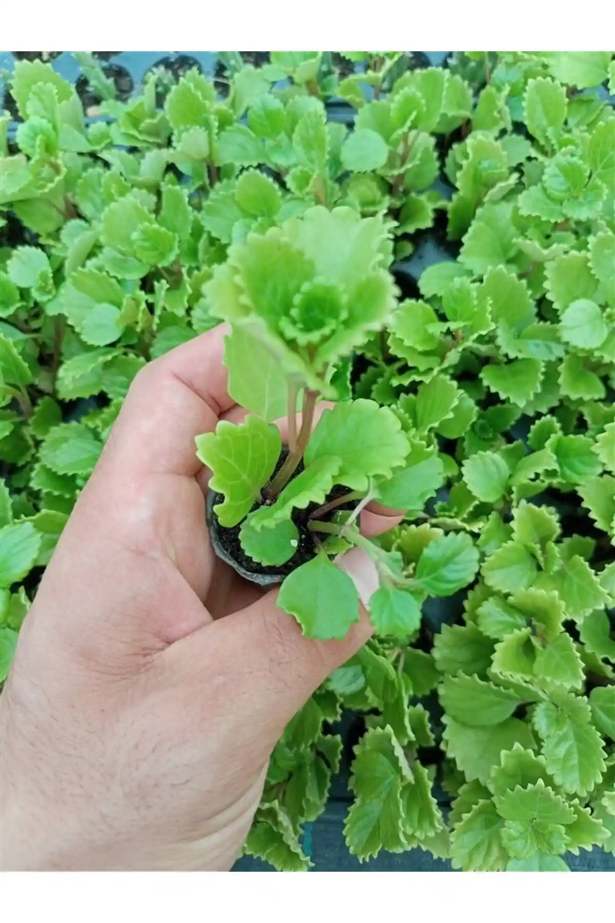 İç Mekânlar İçin Uygun Ravza Çiçekçilik Plectronthus Australis Swedish Ivy Fidesi