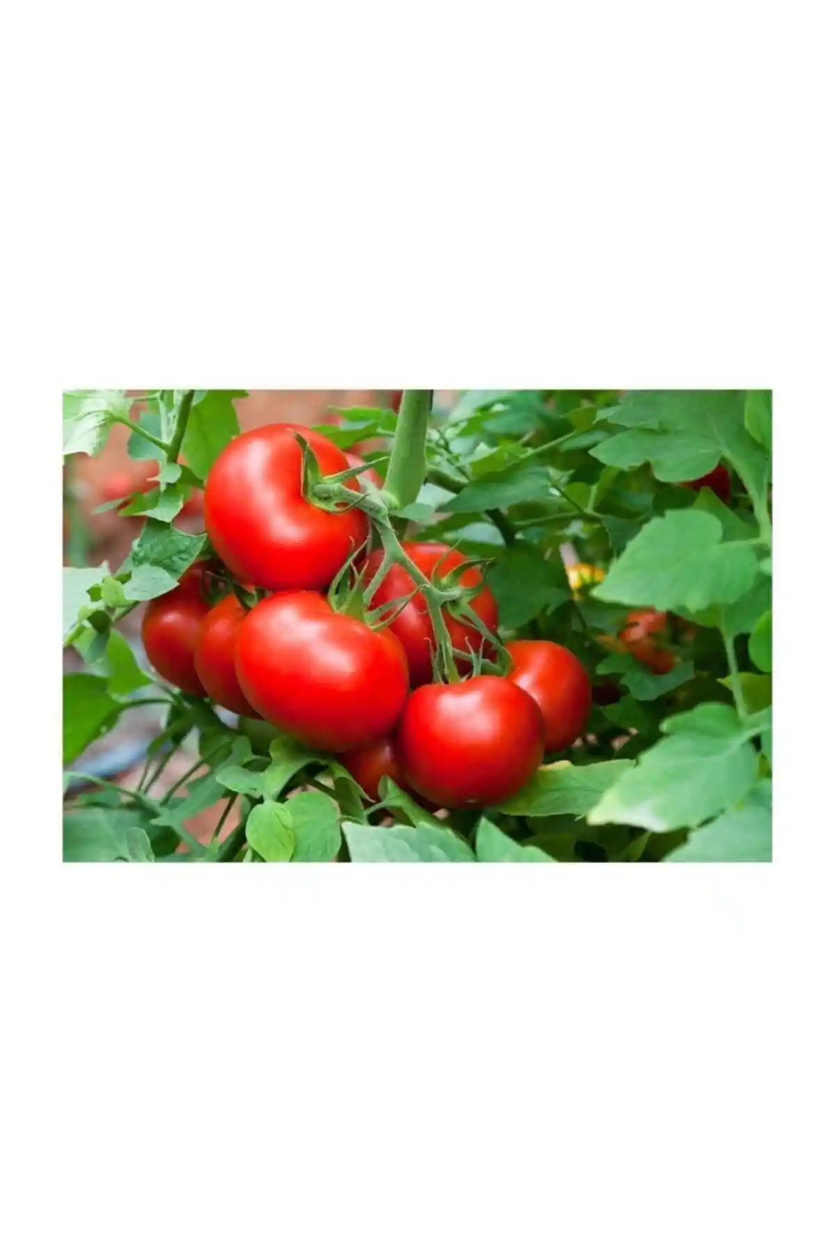 İri Erkenci Domates Tohumu - Yüksek Verimli ve Erken Hasat Sağlayan Tohumlar