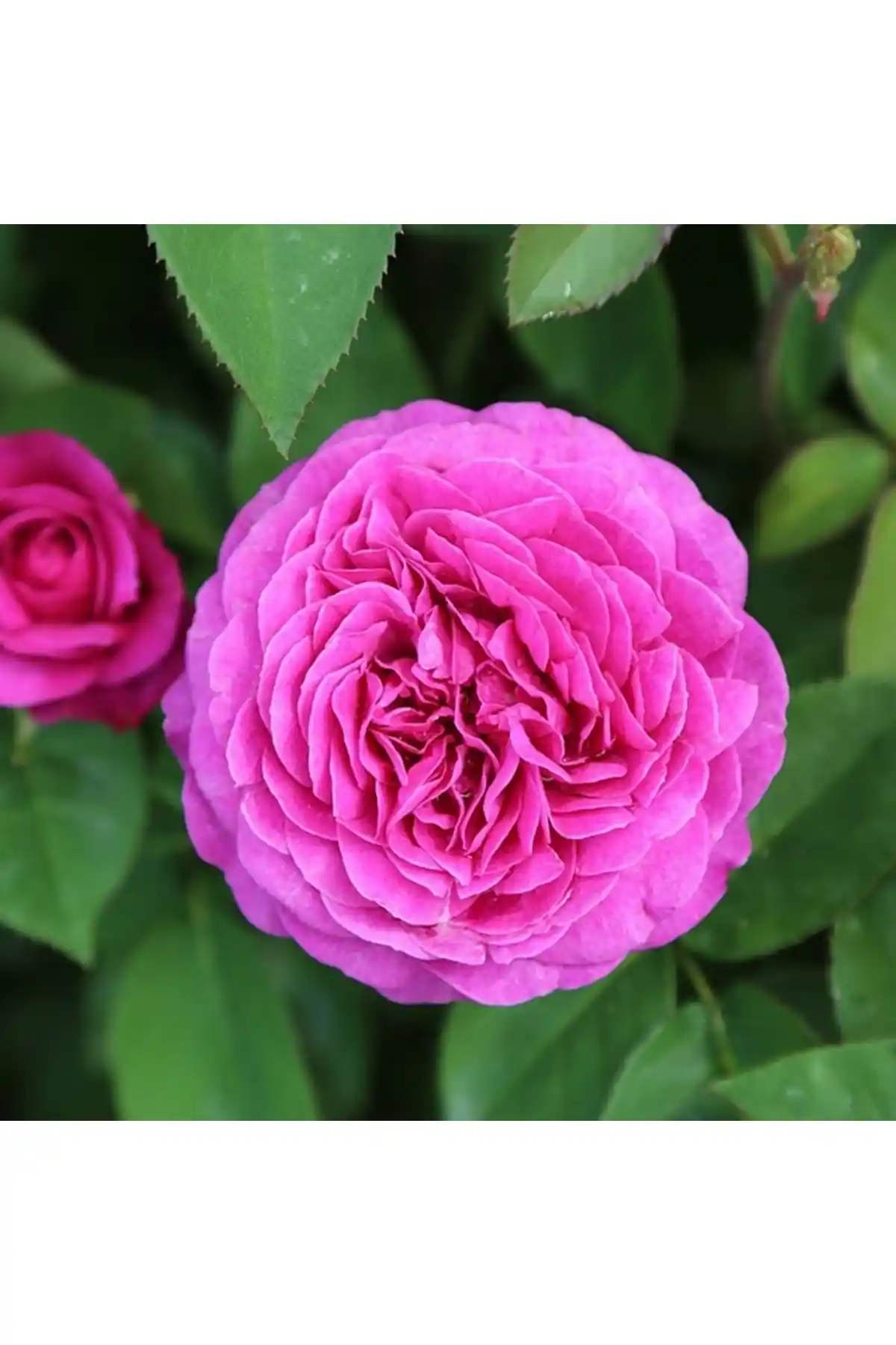 Isparta Gül Fidanı Ürün İncelemesi ve Bahçe İçin Uygunluk Değerlendirmesi
