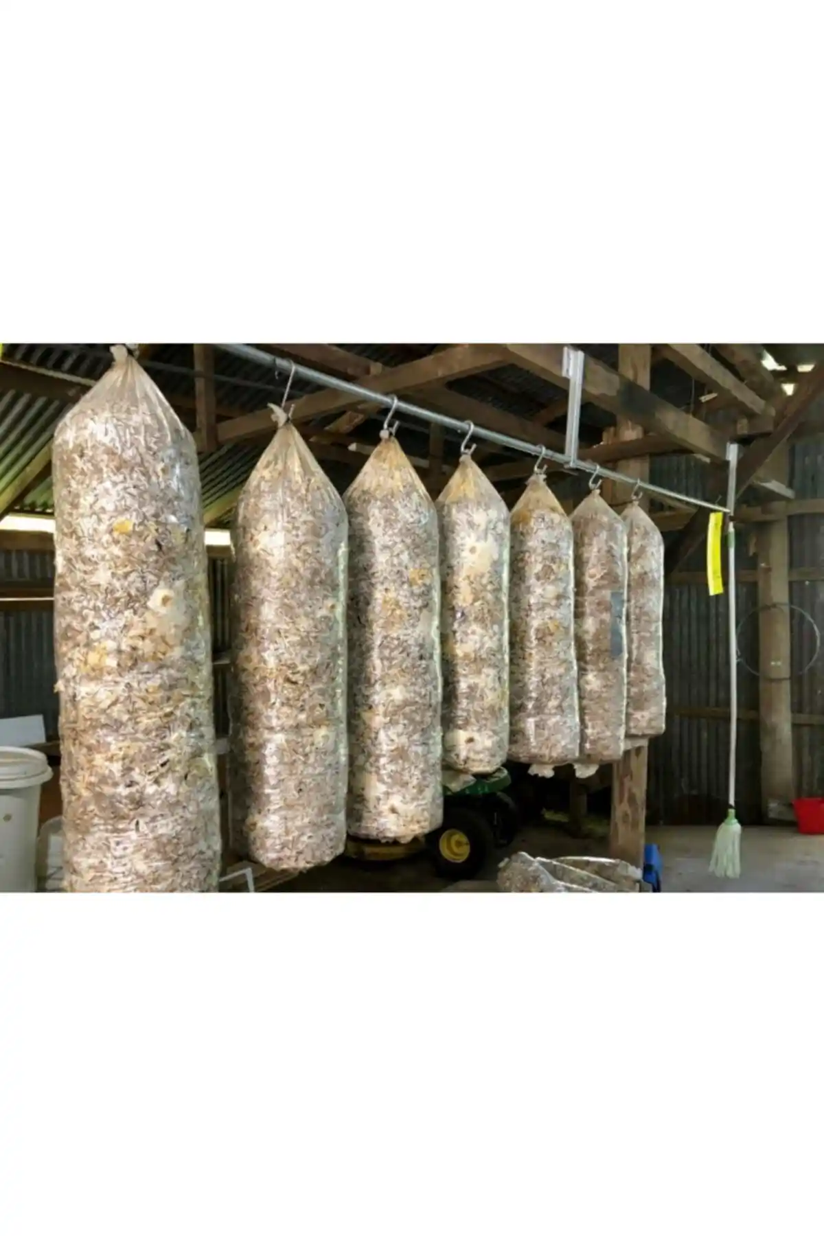 İstiridye Mantarı Yetiştiriciliği İçin Arnego 8 Lt 4 Kg Miseli Tohum Kompostu Ürünü