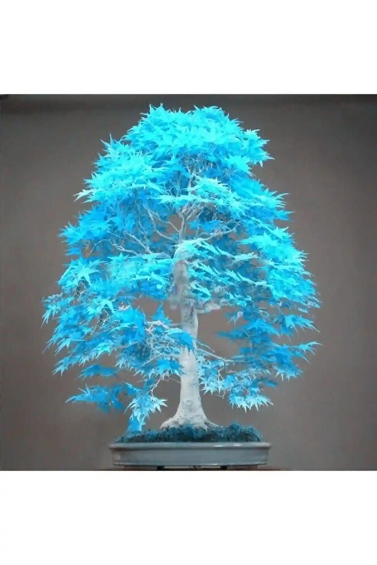 Japon Akçaağaç Tohumu: Doğal Güzellik ve Estetik İçin Güçlü Bir Seçenek