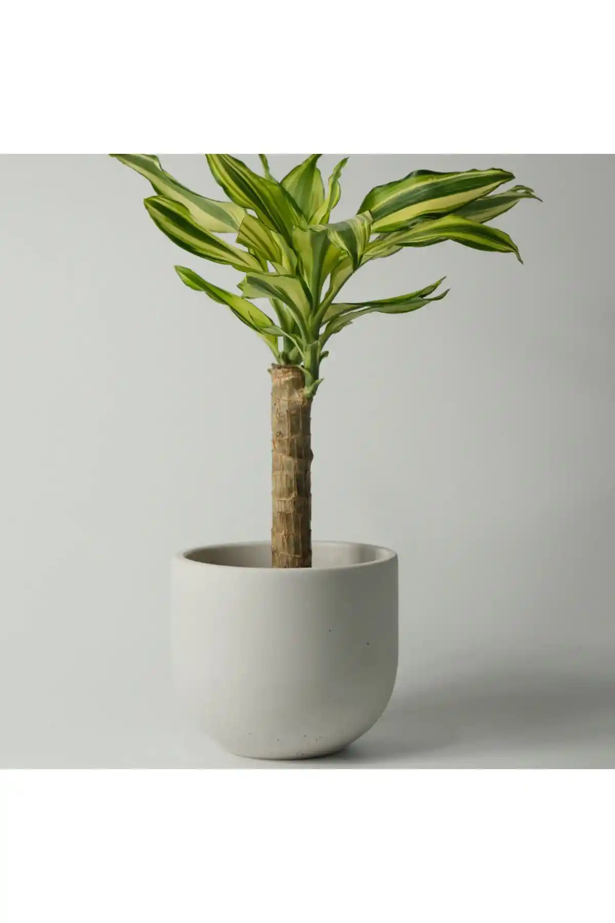 Kaju Creative Beton Saksı: Modern ve Dayanıklı Dekoratif Saksı Seçenekleri