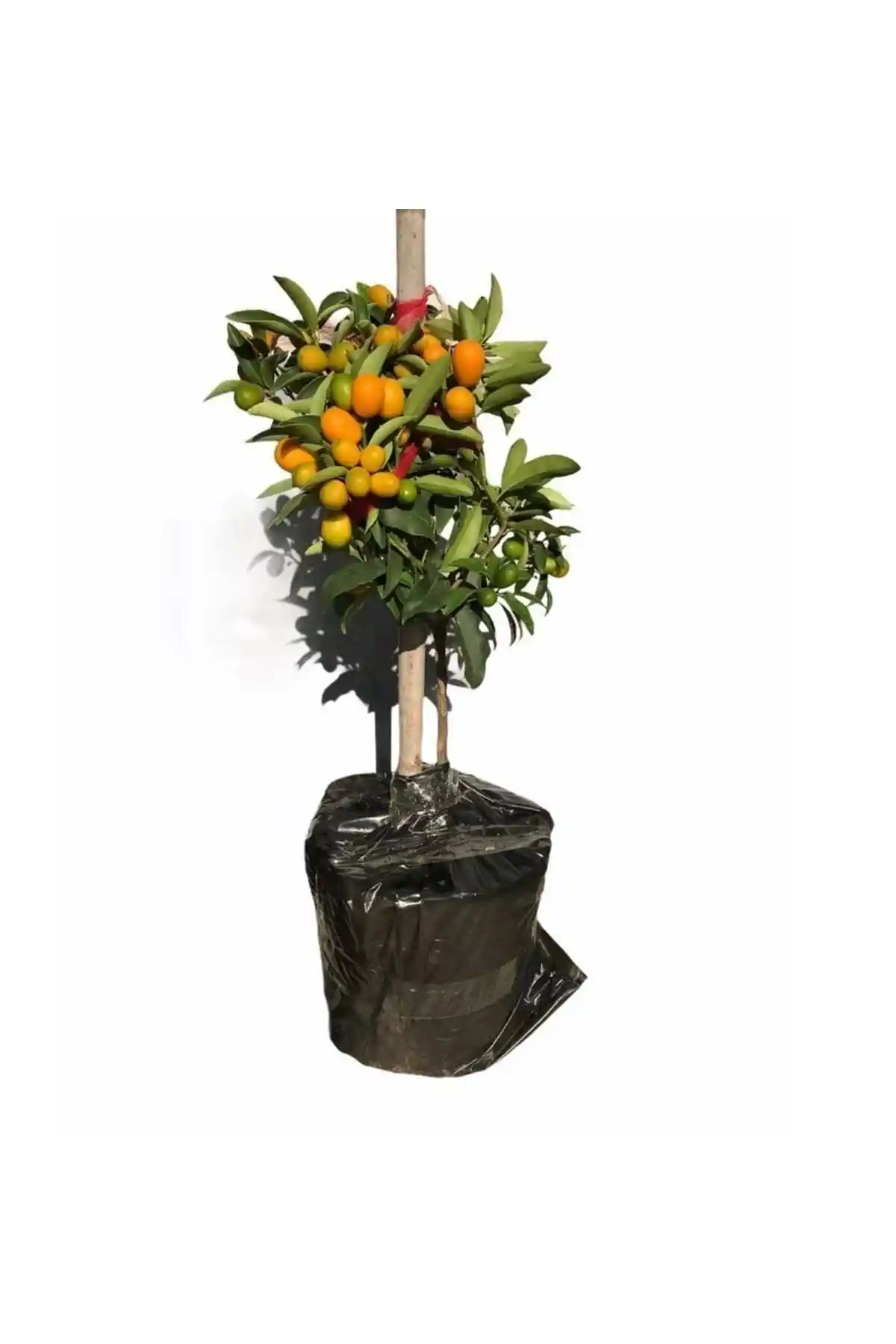 Kamkat Fidanı: Bahçenize Renk ve Lezzet Katacak Güçlü ve Sağlıklı Meyve Ağacı