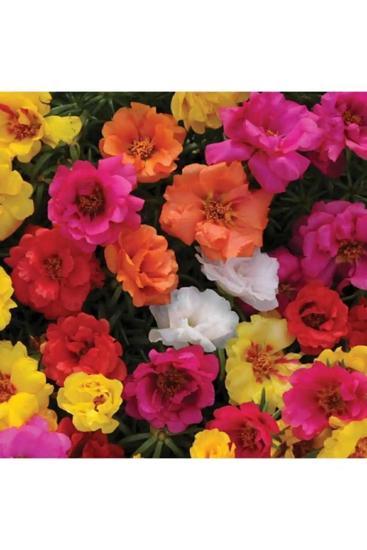 Katmerli İpek Çiçeği Tohumu ile Bahçenize Renk ve Canlılık Katın