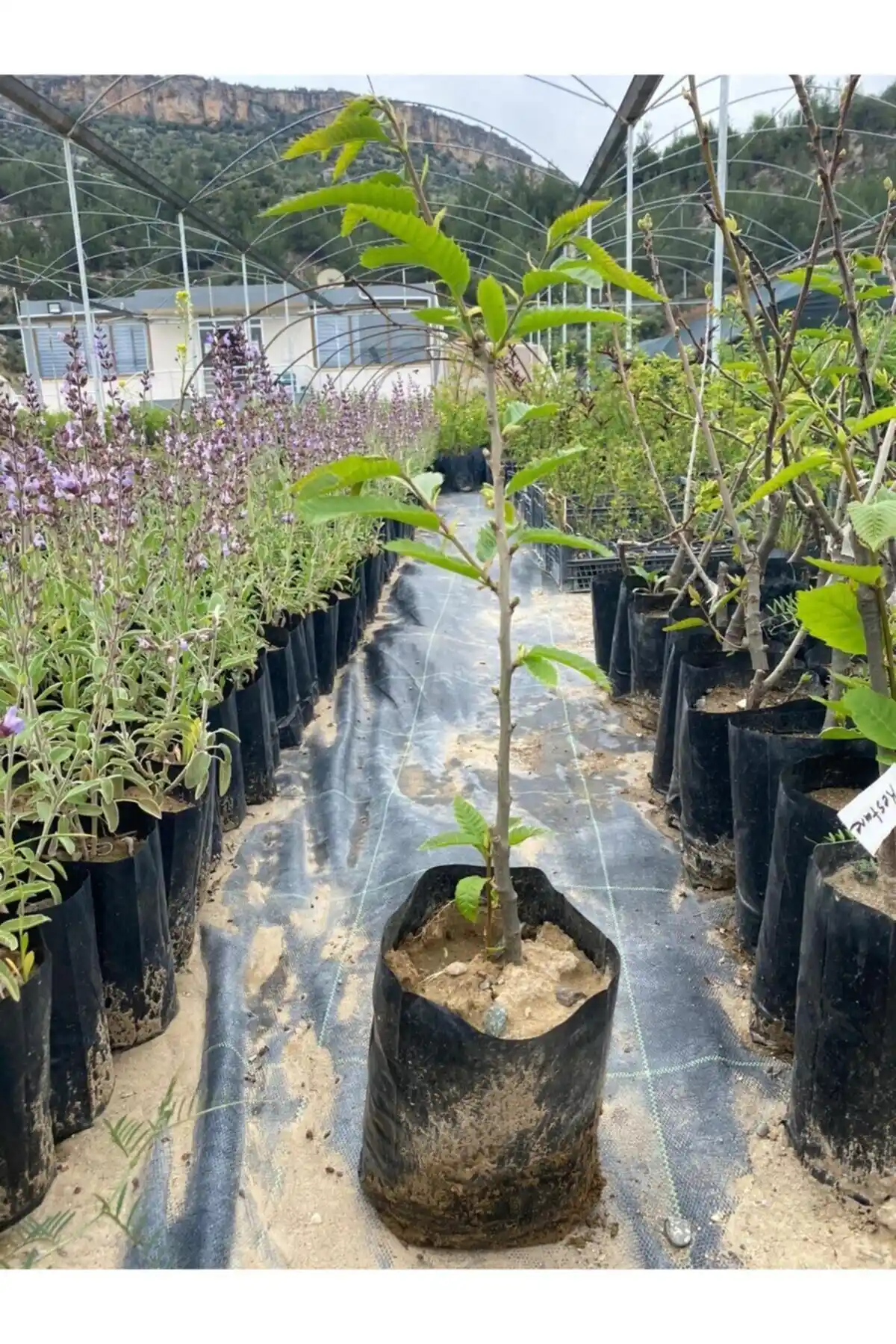 Kestane Fidanı: Dayanıklı ve Lezzetli Meyve Yetiştiriciliği İçin Uygun Seçenek