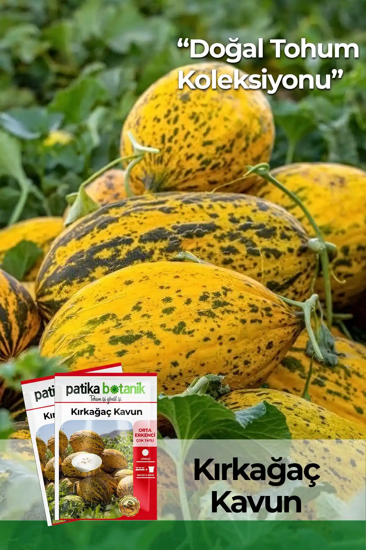 Kırkağaç Kavun Tohumu: Doğal ve Yüksek Verimli Tarım İçin Uygun Seçenek