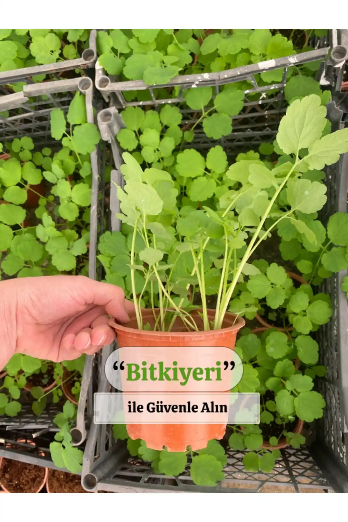 Kırlangıç Otu Saksıda Doğal ve Şifalı Bitki Seçeneği Sağlık ve Lezzet İçin