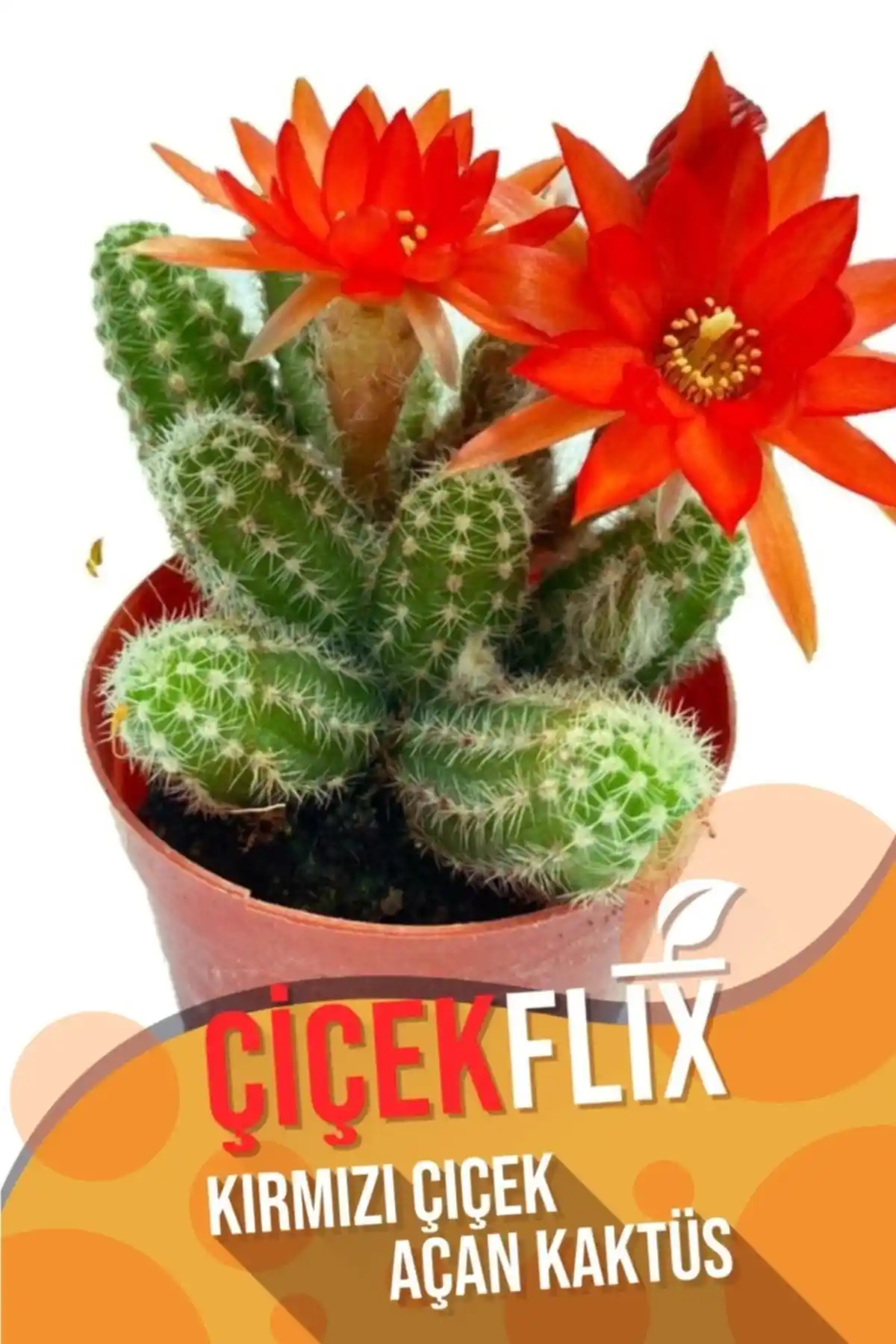Kırmızı Çiçek Açan Kaktüs: Estetik ve Bakımı Kolay İç Mekan Bitkisi Özellikleri