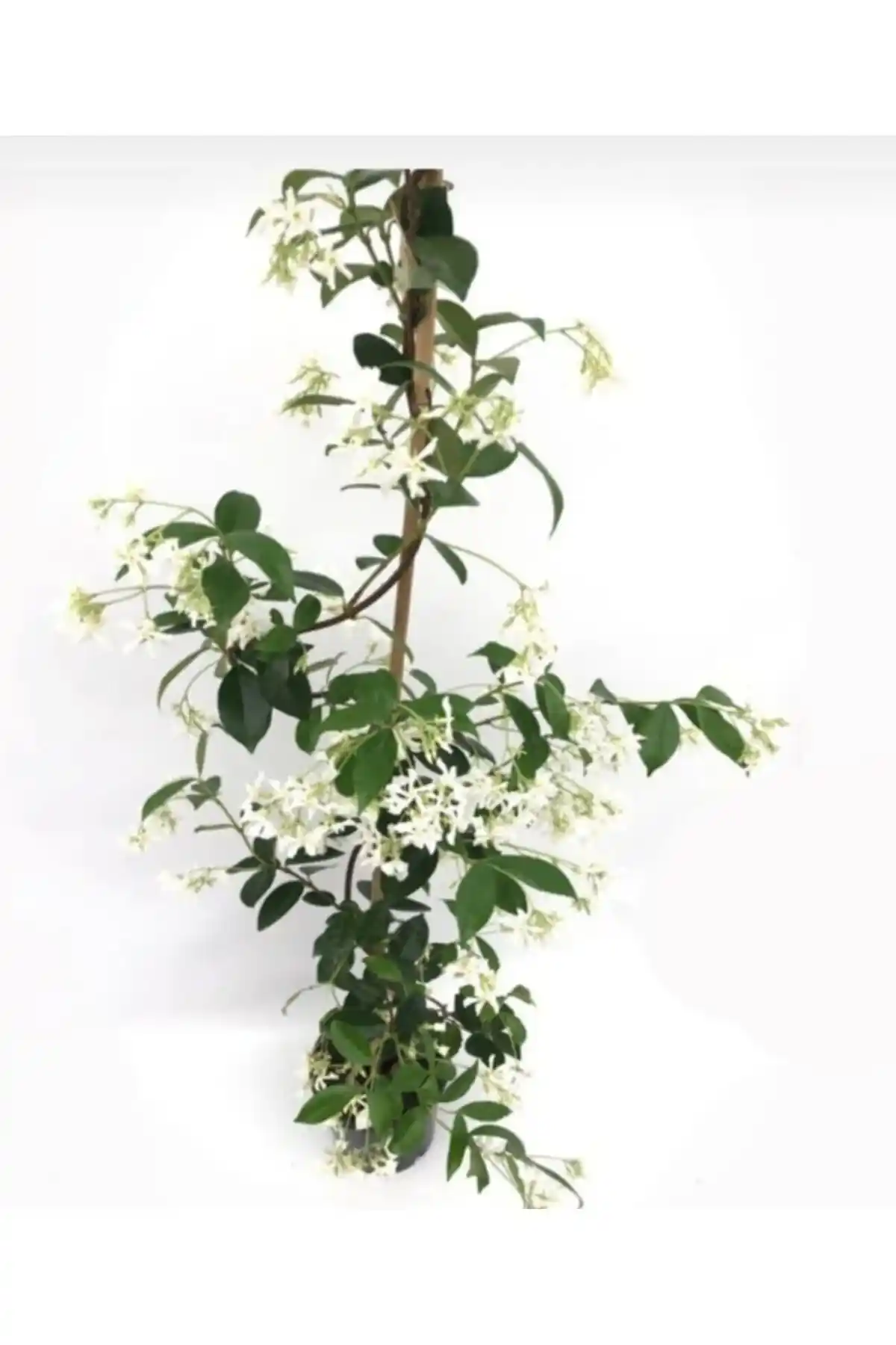 Körfezgardens Ayın Yıldızı Full Yasemin: Doğal ve Yoğun Yasemin Kokusu ile Ferahlatıcı Atmosfer