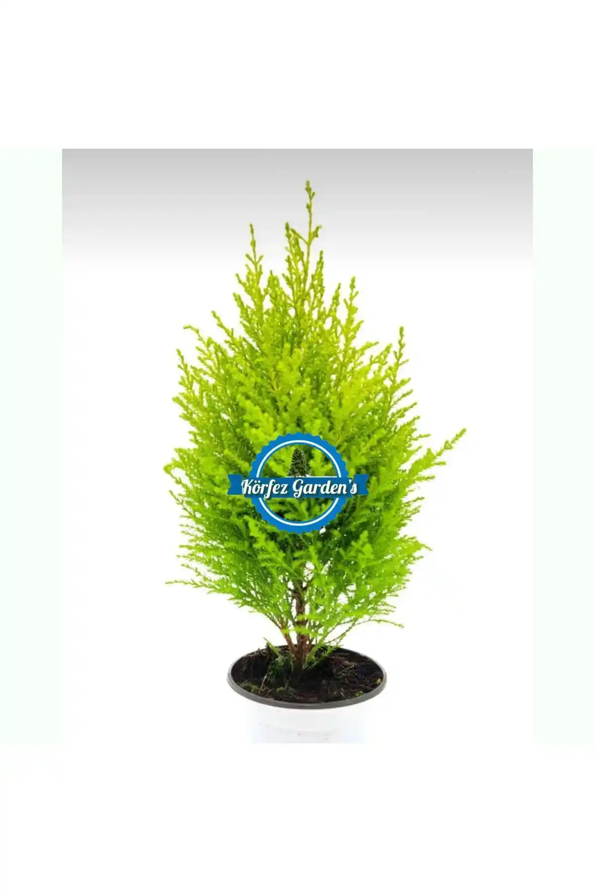 Körfezgardens Limon Çamı Servi Fidanı Bahçe Dekorasyonu ve Peyzaj Projeleri İçin Uygun