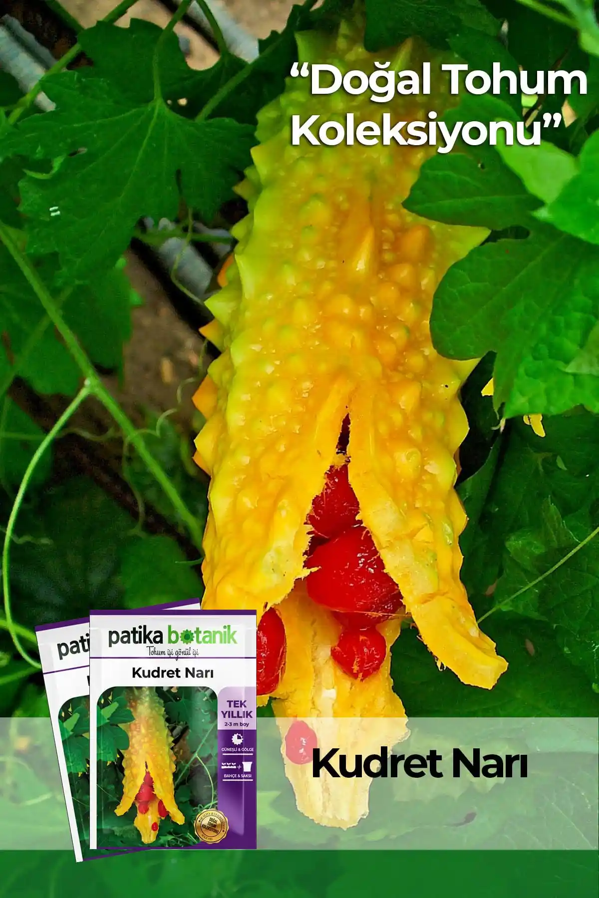 Kudret Narı Tohumu - Yüksek Kalite ve Doğa Uyumlu Bahçe Bitkisi Tohumu