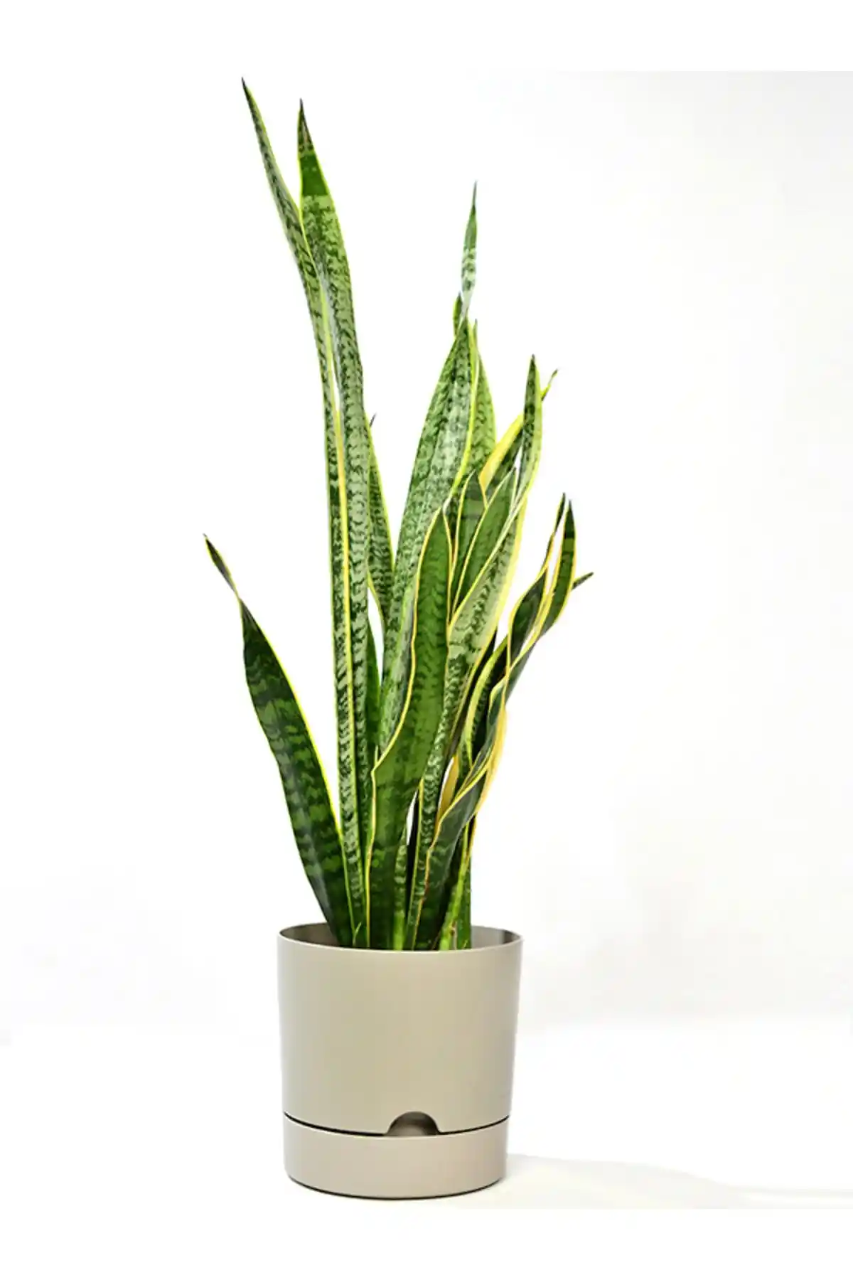 Leogarden Begonya 9 Litre Krem Saksı: Estetik ve Dayanıklı İç ve Dış Mekan Kullanımı