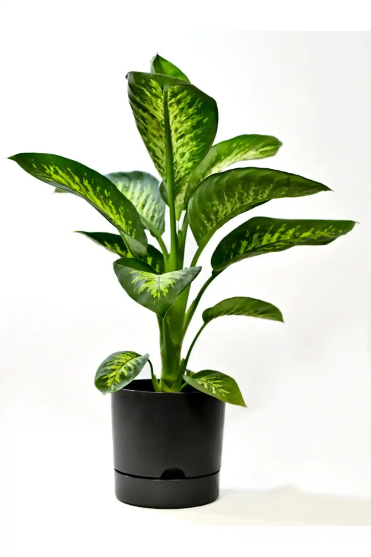 Leogarden Begonya 9 Litre Modern ve Şık Plastik Saksı Bahçe ve İç Mekan Kullanımı İçin