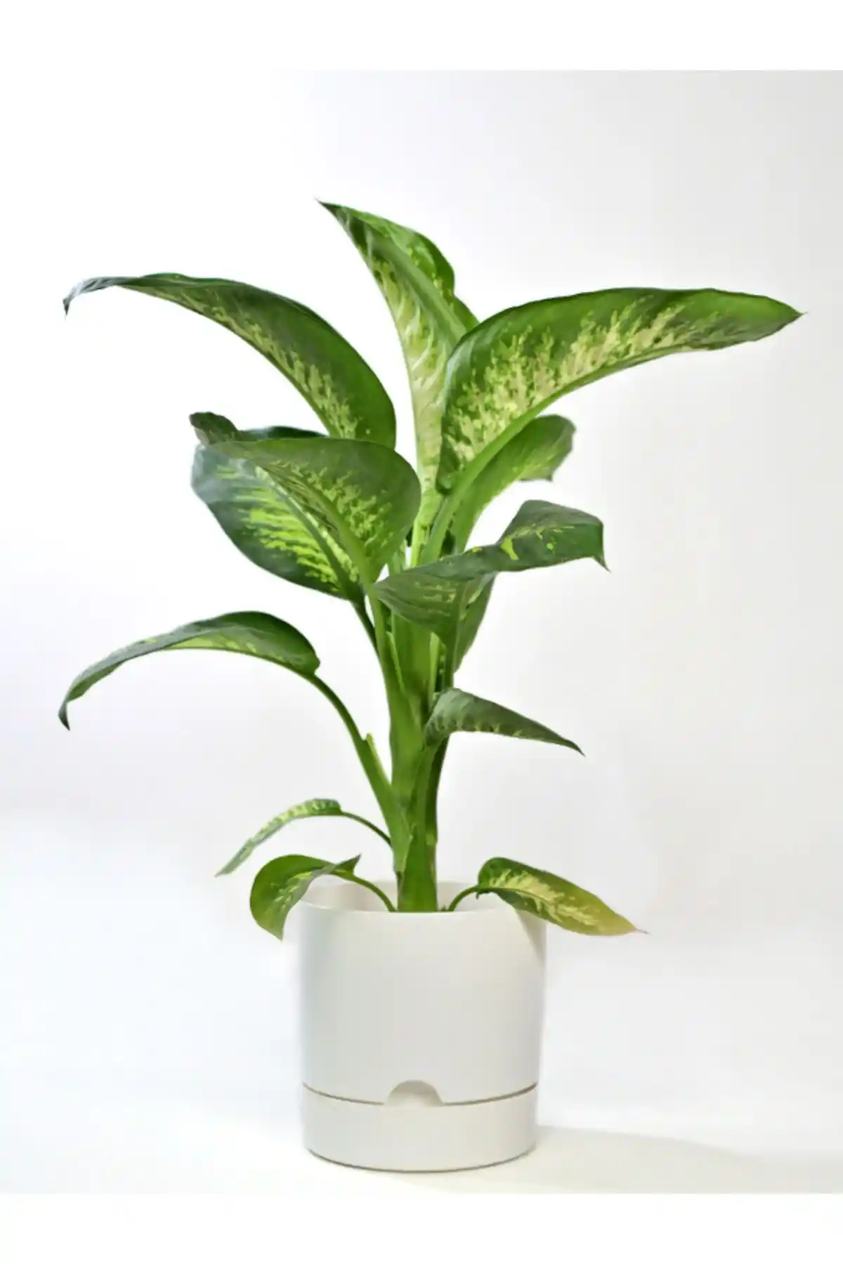 Leogarden Begonya Saksısı Beyaz Renkli 3.3 Litre Modern İç ve Dış Mekan Kullanımı