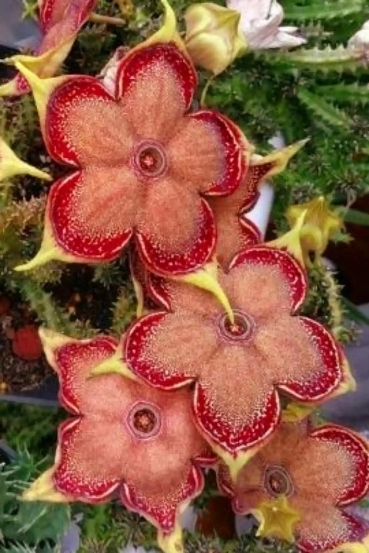 Leş Kaktüs Stapelia 5.5cm Mini Sukulent Bitki İç ve Dış Mekan Dekorasyonu İçin Uygun